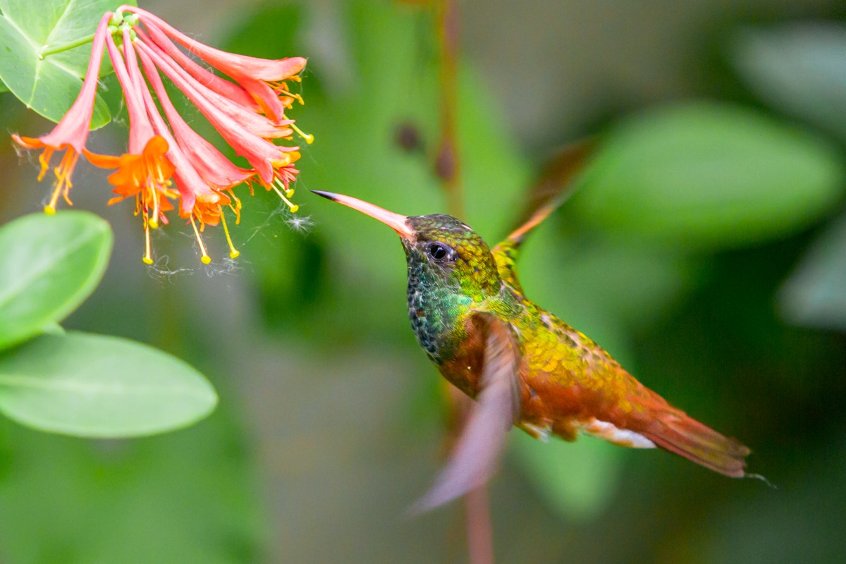 Colibrì in volo