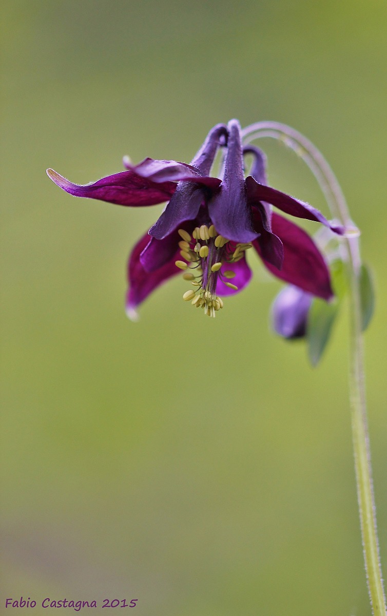 Aquilegia
