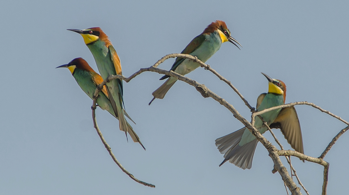 Bee-eaters