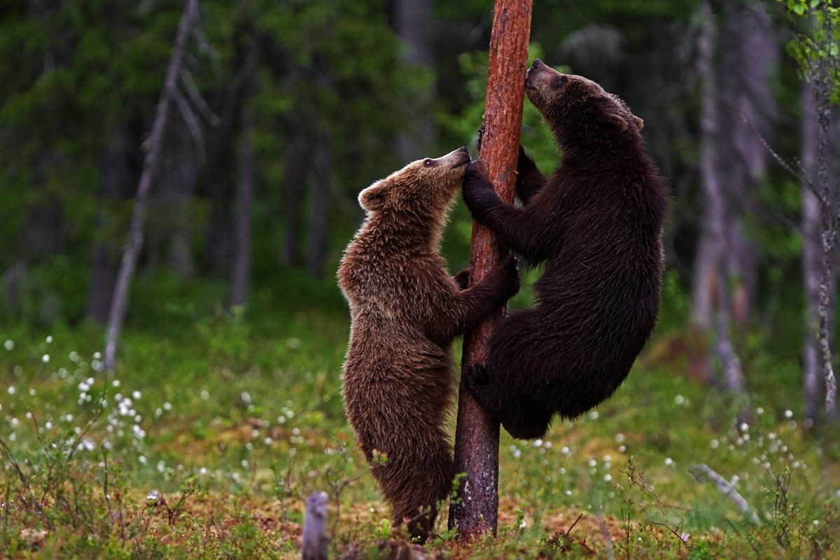 Tree climbing brothers