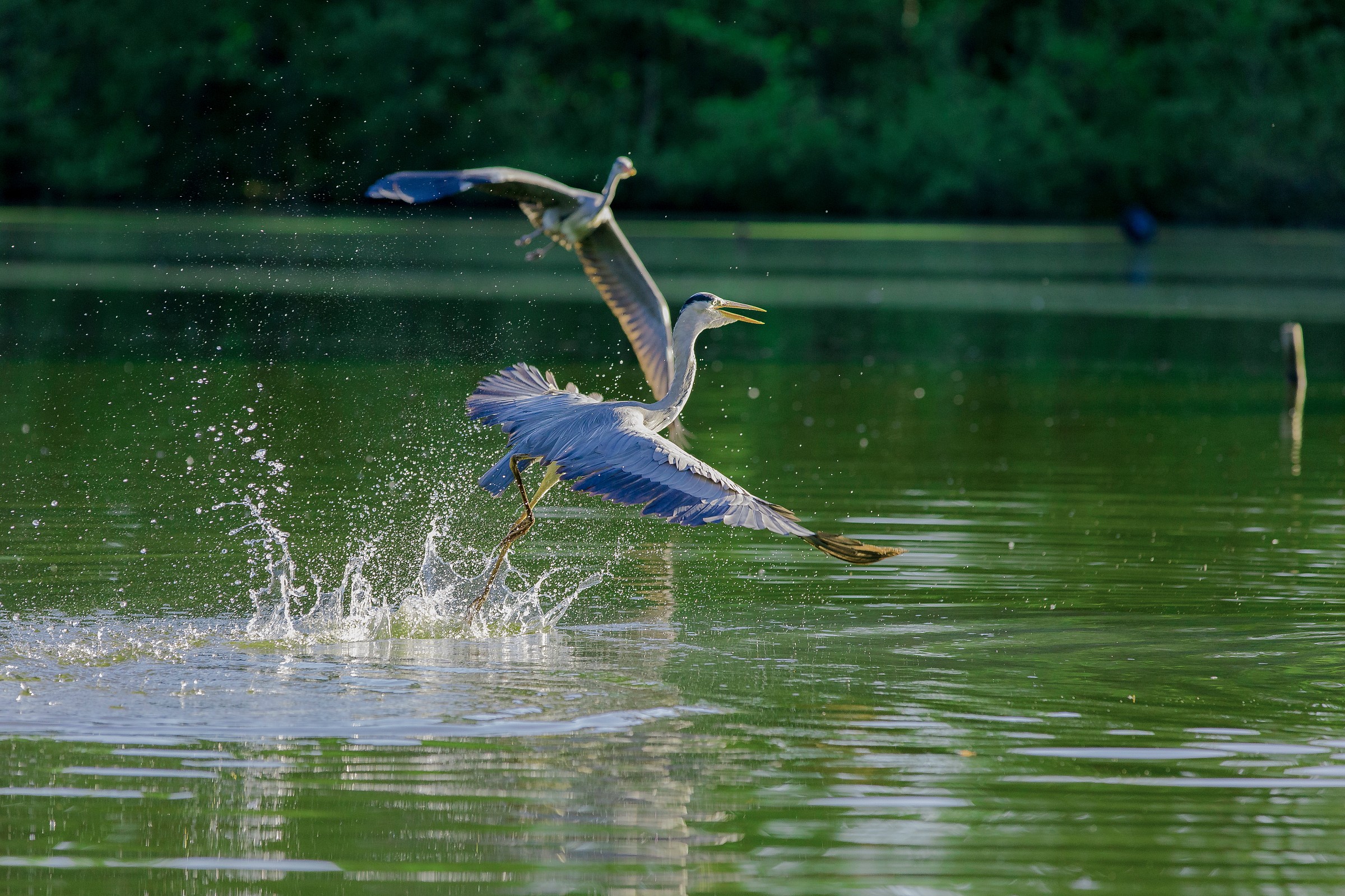 Correre sull'acqua...