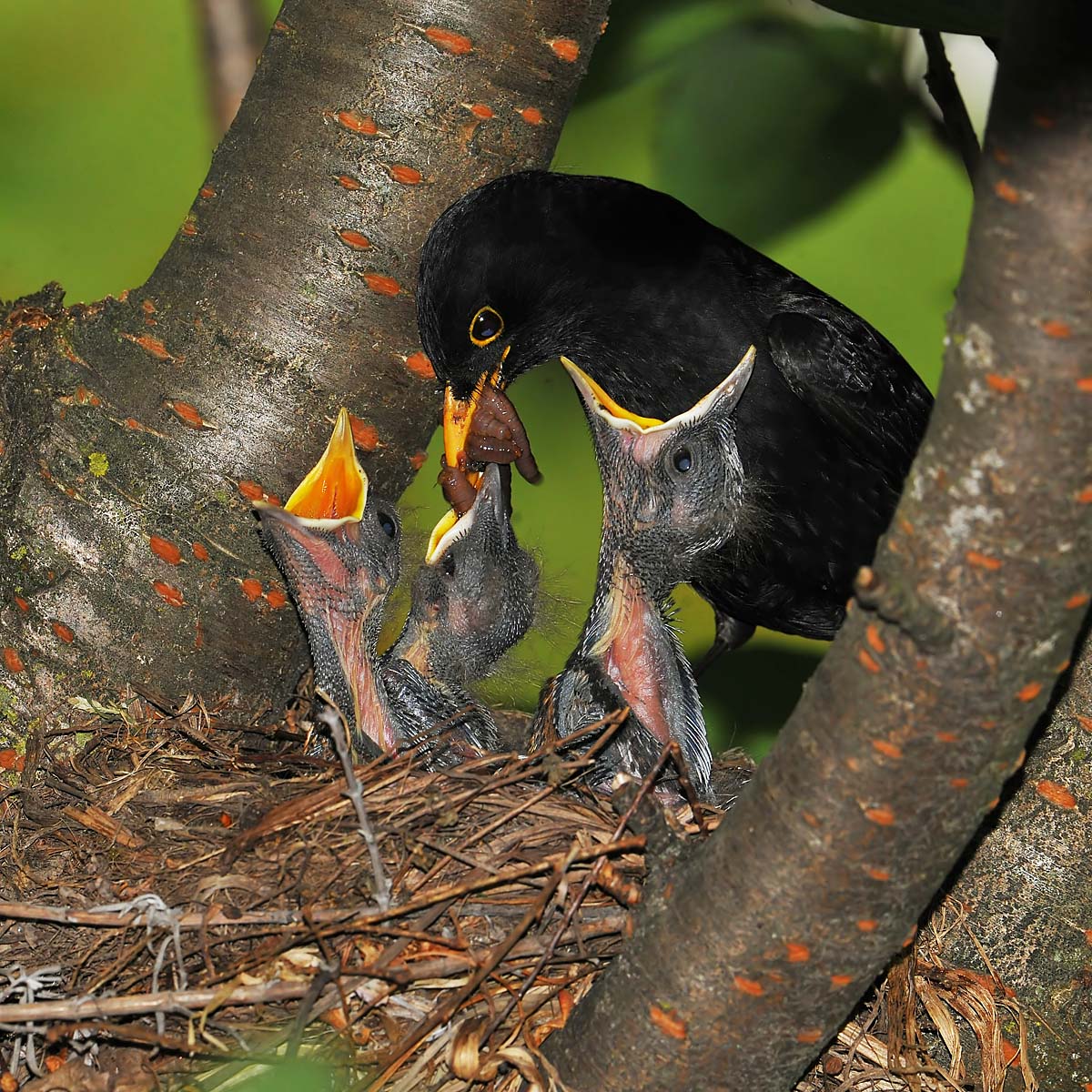 good !! now comes well mom