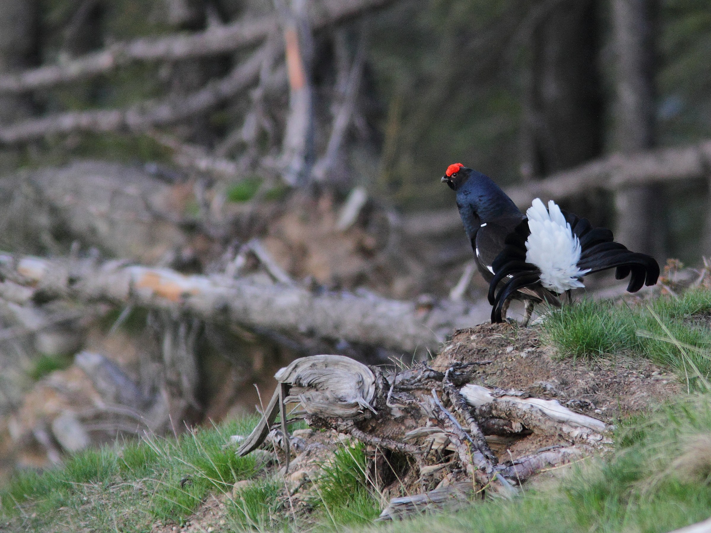Bomber: il gallo della slavina.