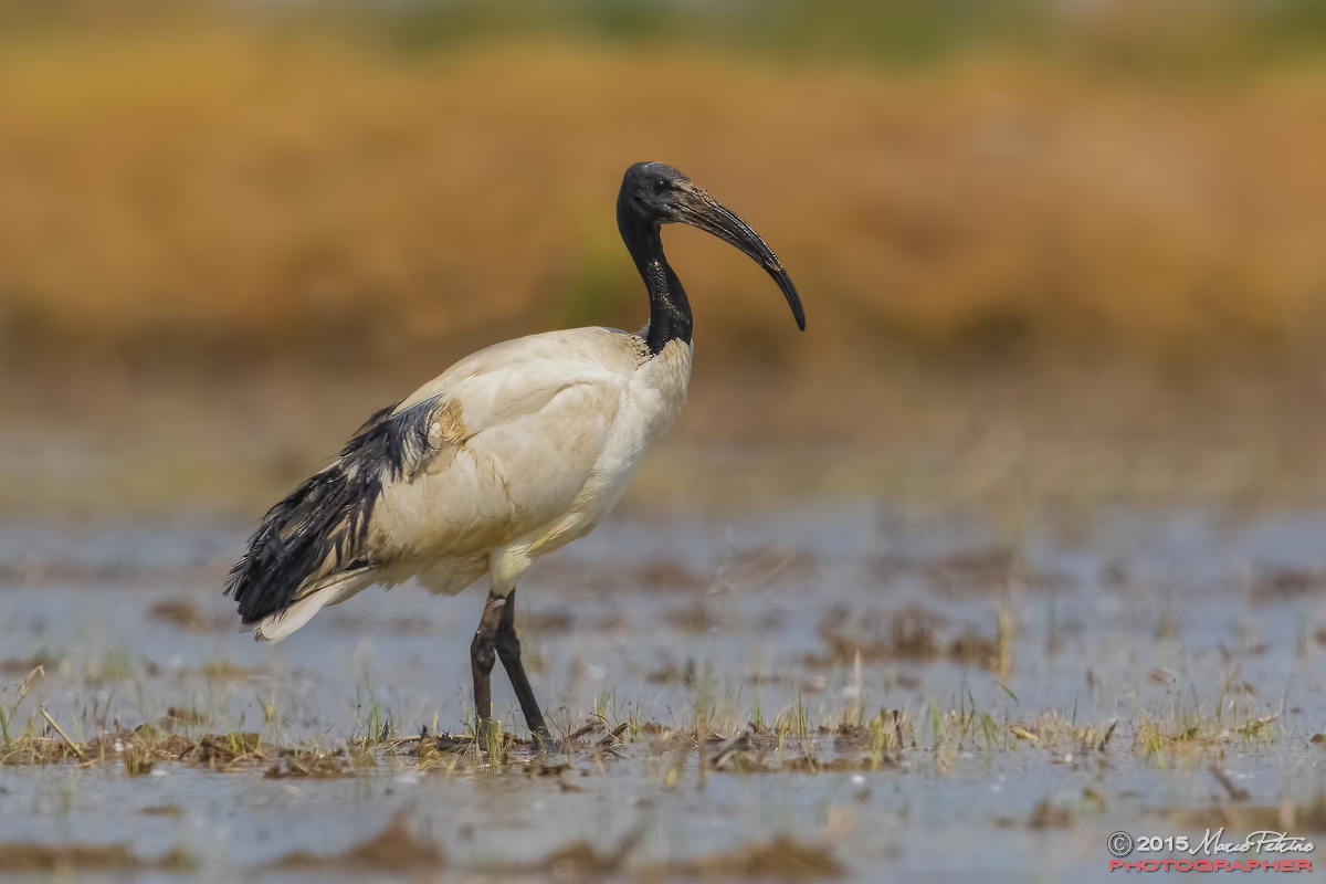 Sacred Ibis (Threskiornis aethiopicus)