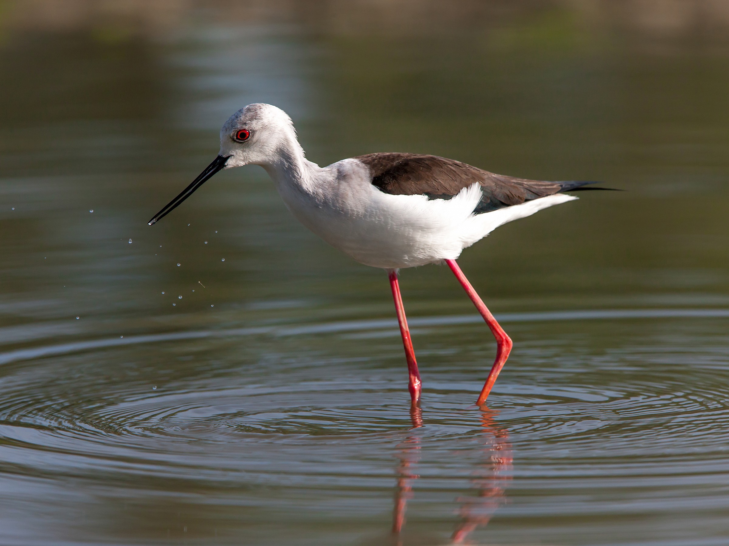 Cavaliere ... è sempre un piacere !!!