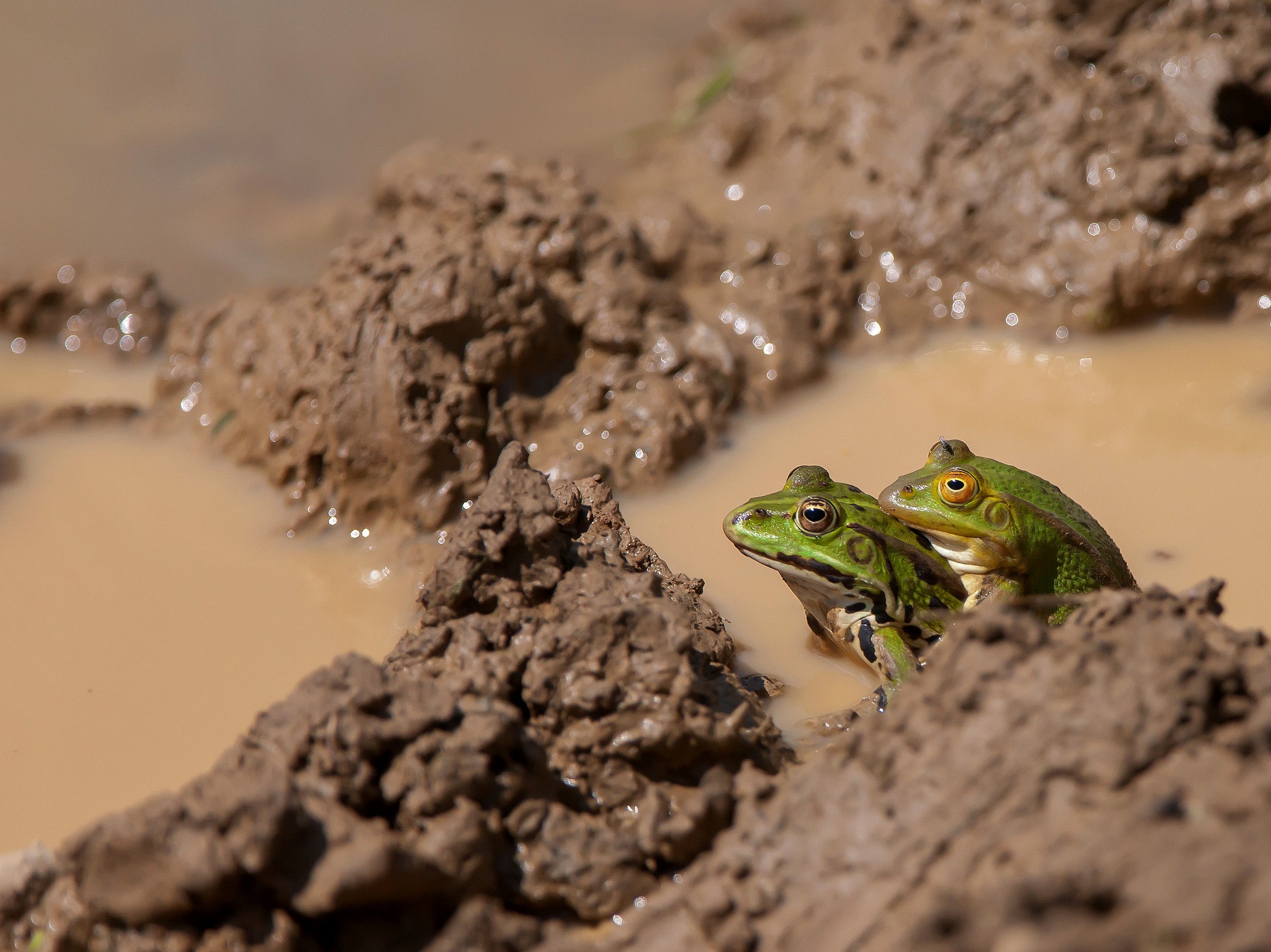 Pampering in the mud ...