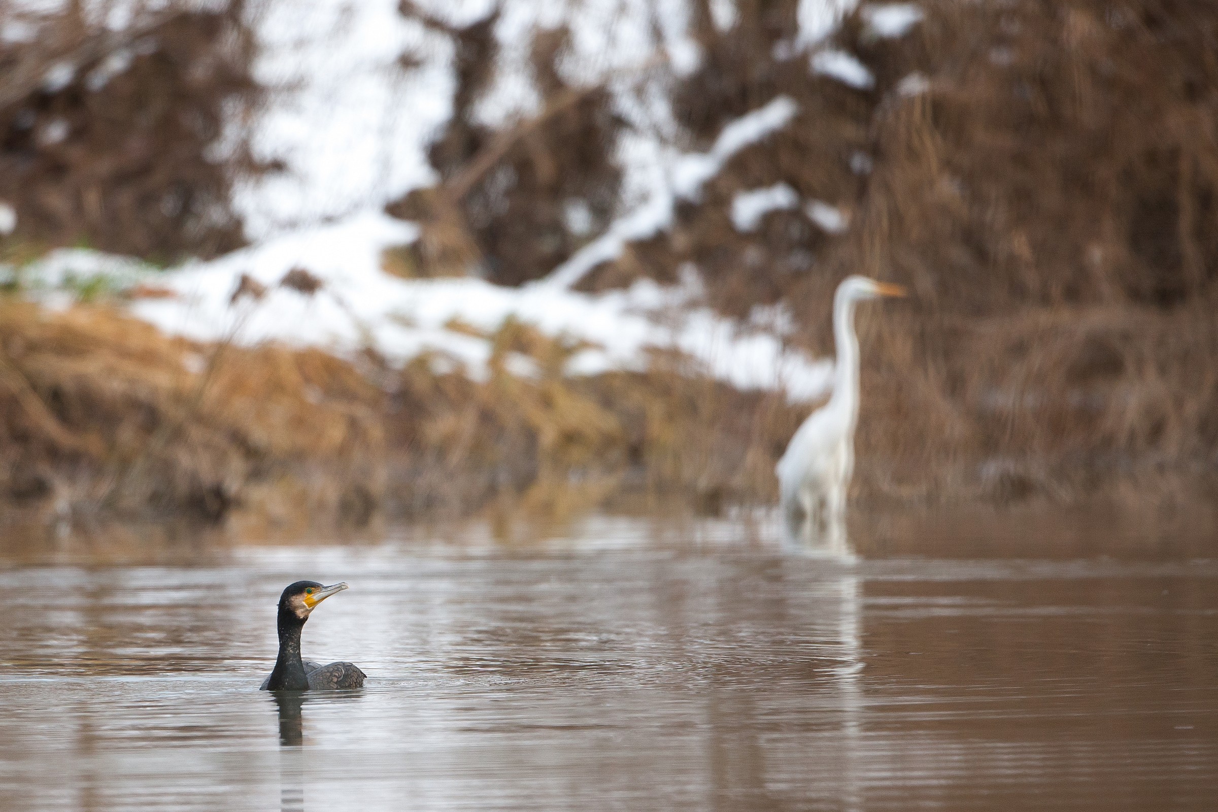 Controllato a distanza ...