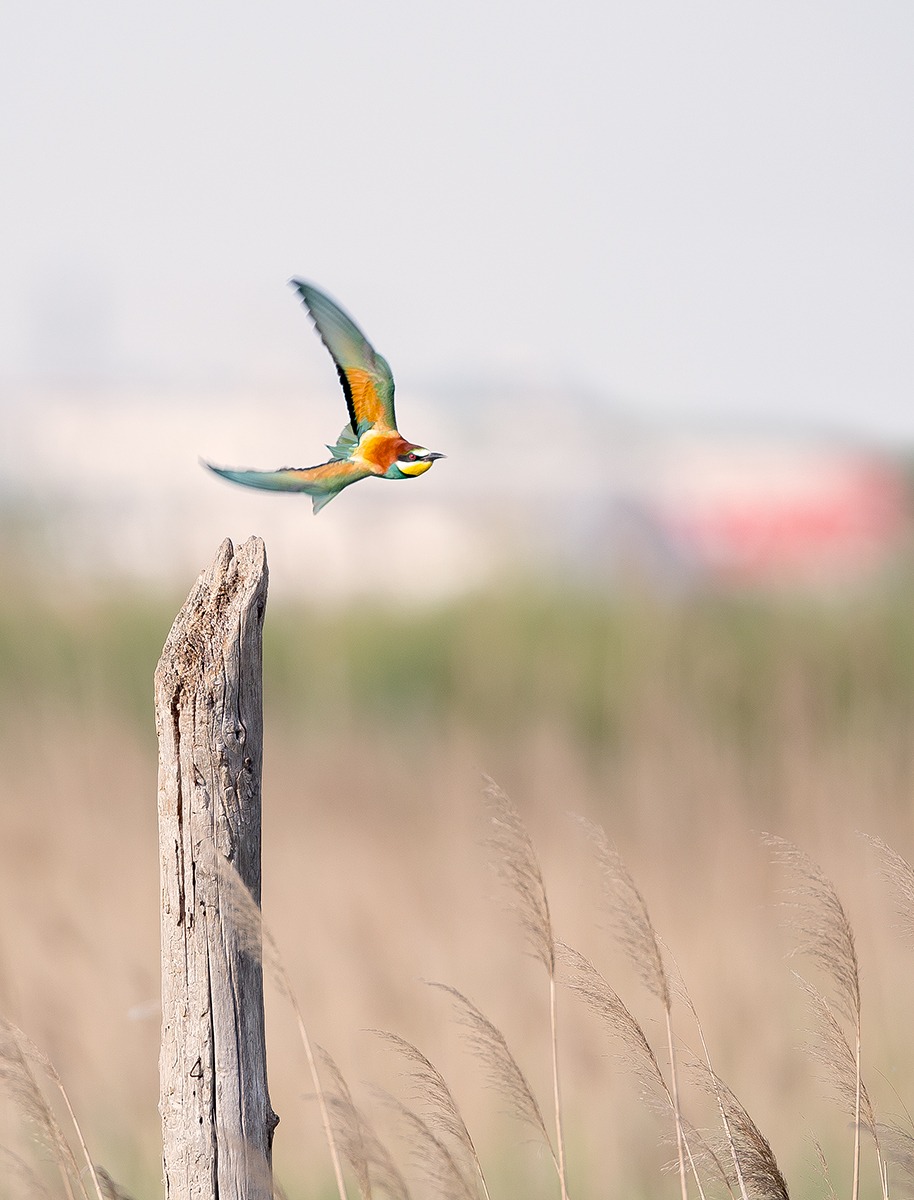 Bee-eater; The escape