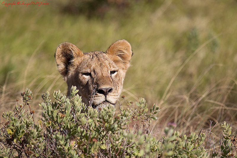 young Lion, Amboseli Park, Kenya