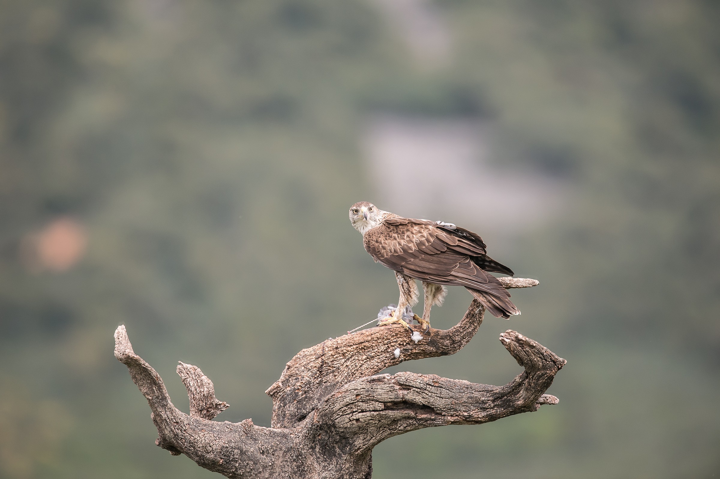 pratica poco naturalistica