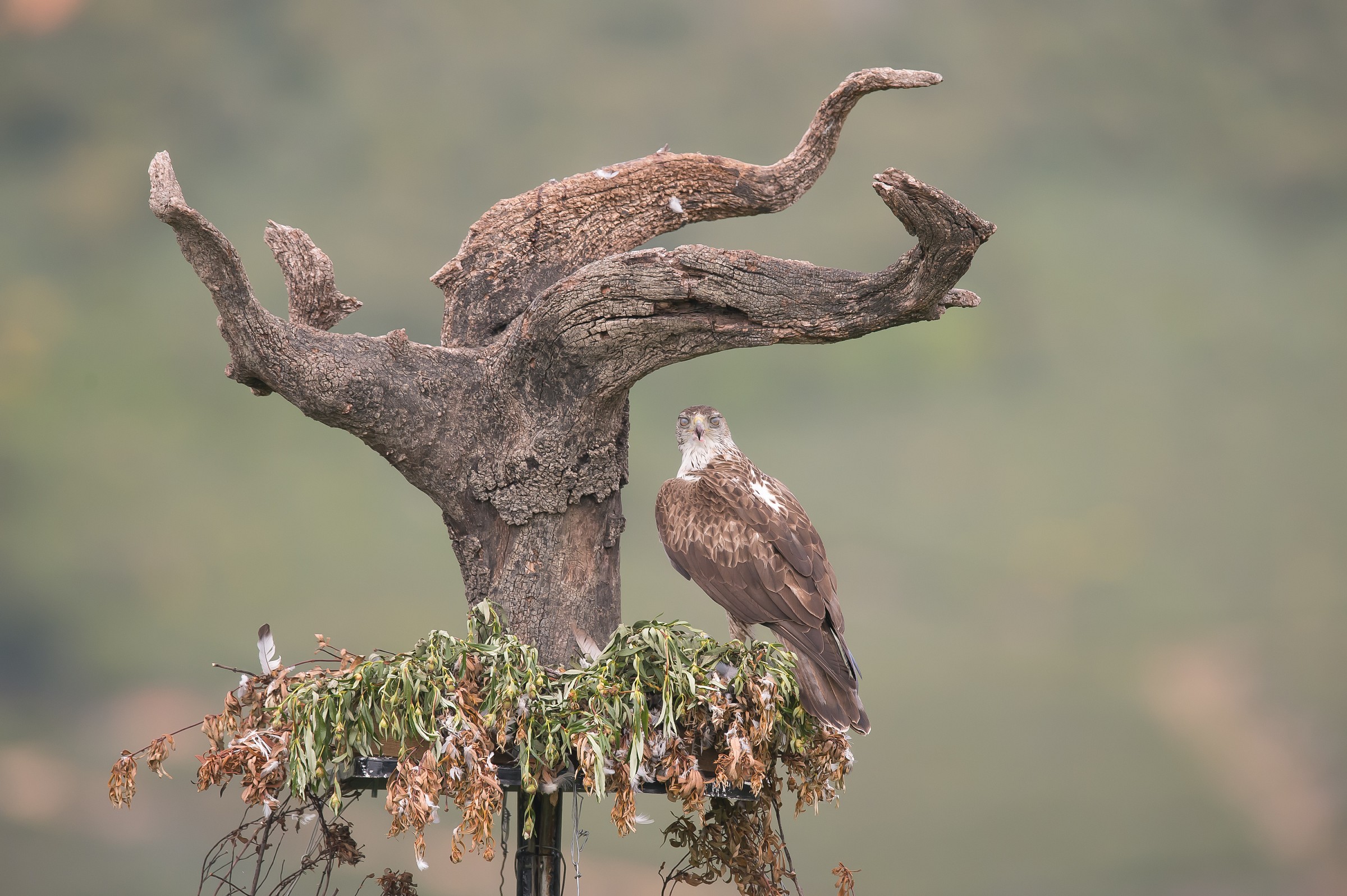 perchè non si stacca?