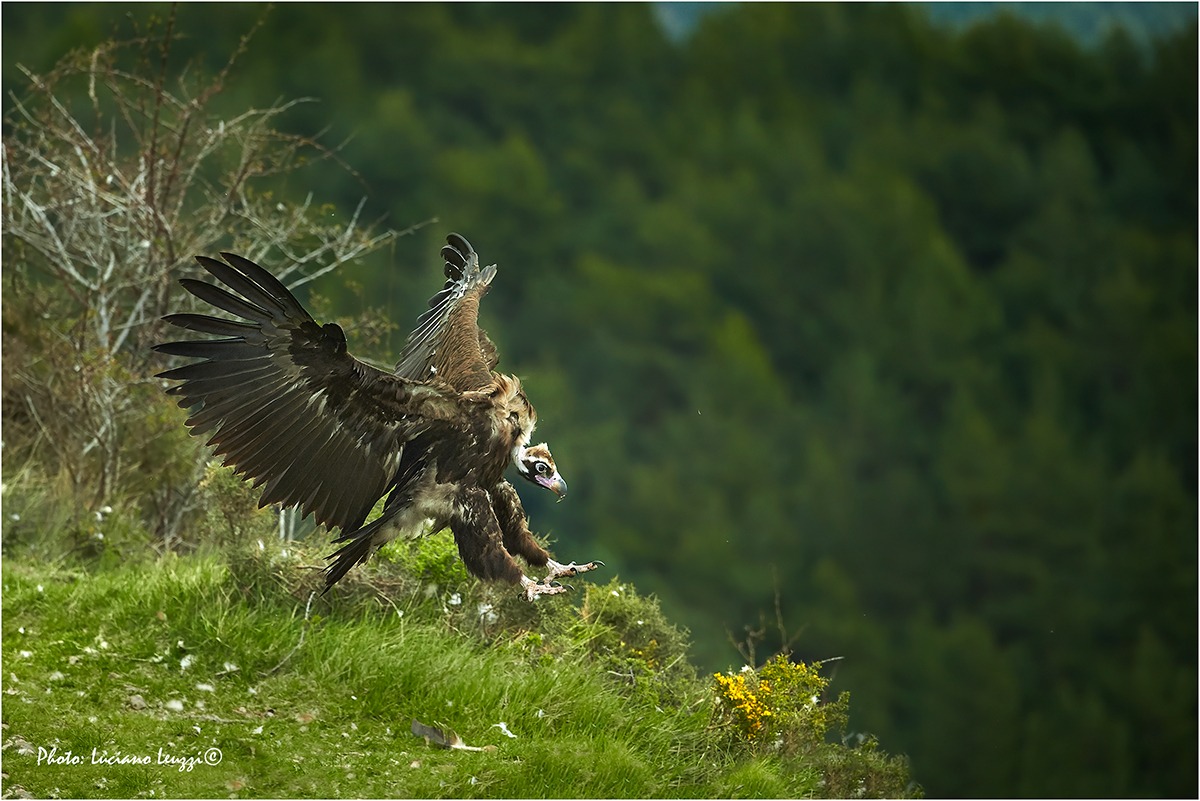 Monaco vulture (Aegypius monachus)