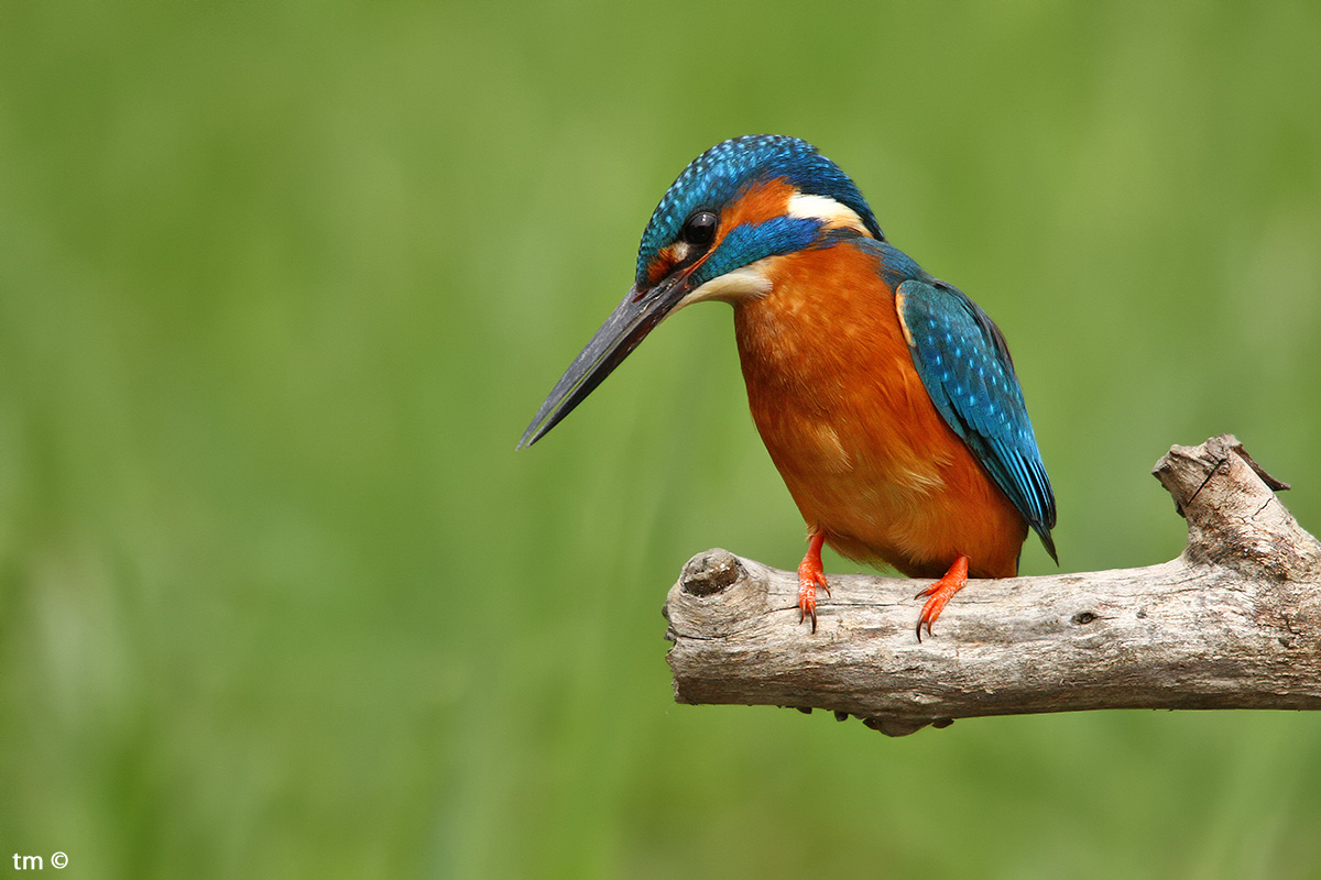 Guarda in su, guarda in giù, dai un bacio a chi vuoi ...