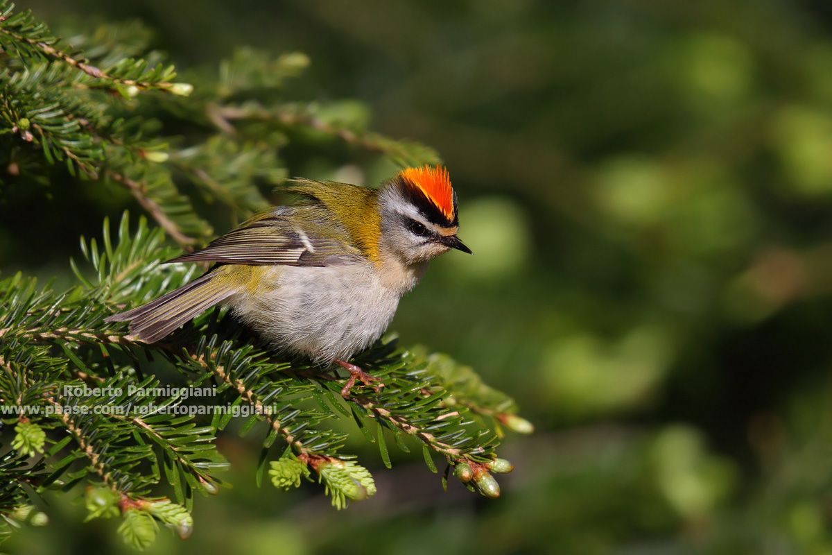 il piccolo punk dei boschi (Fiorrancino)