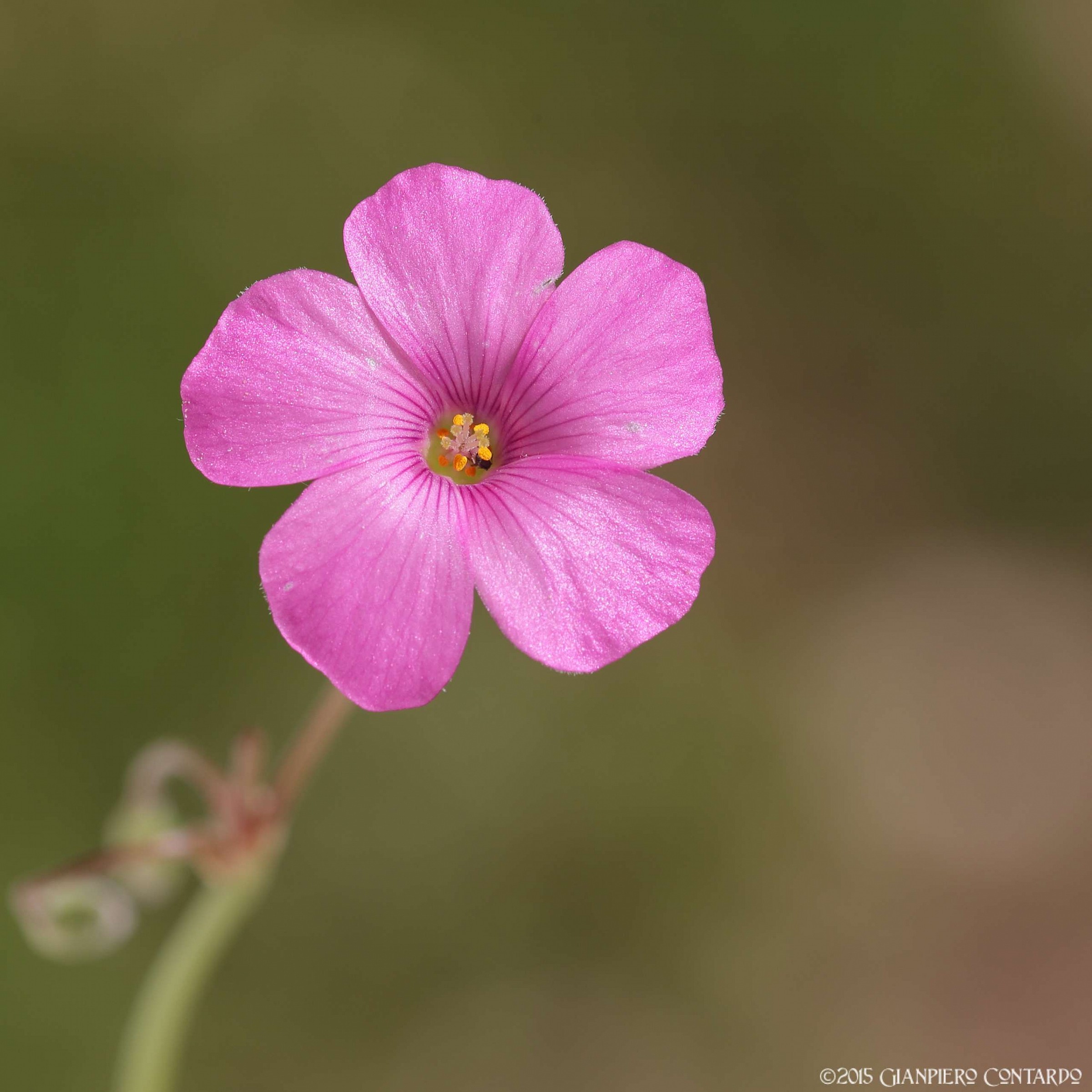Fiorellino countryman