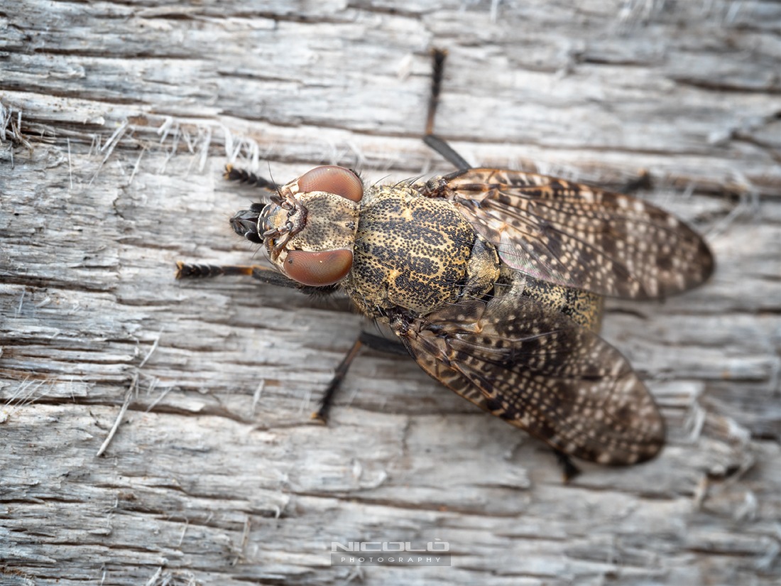Platystoma lugubre (Robineau-Desvoidy 1830) - Platystom