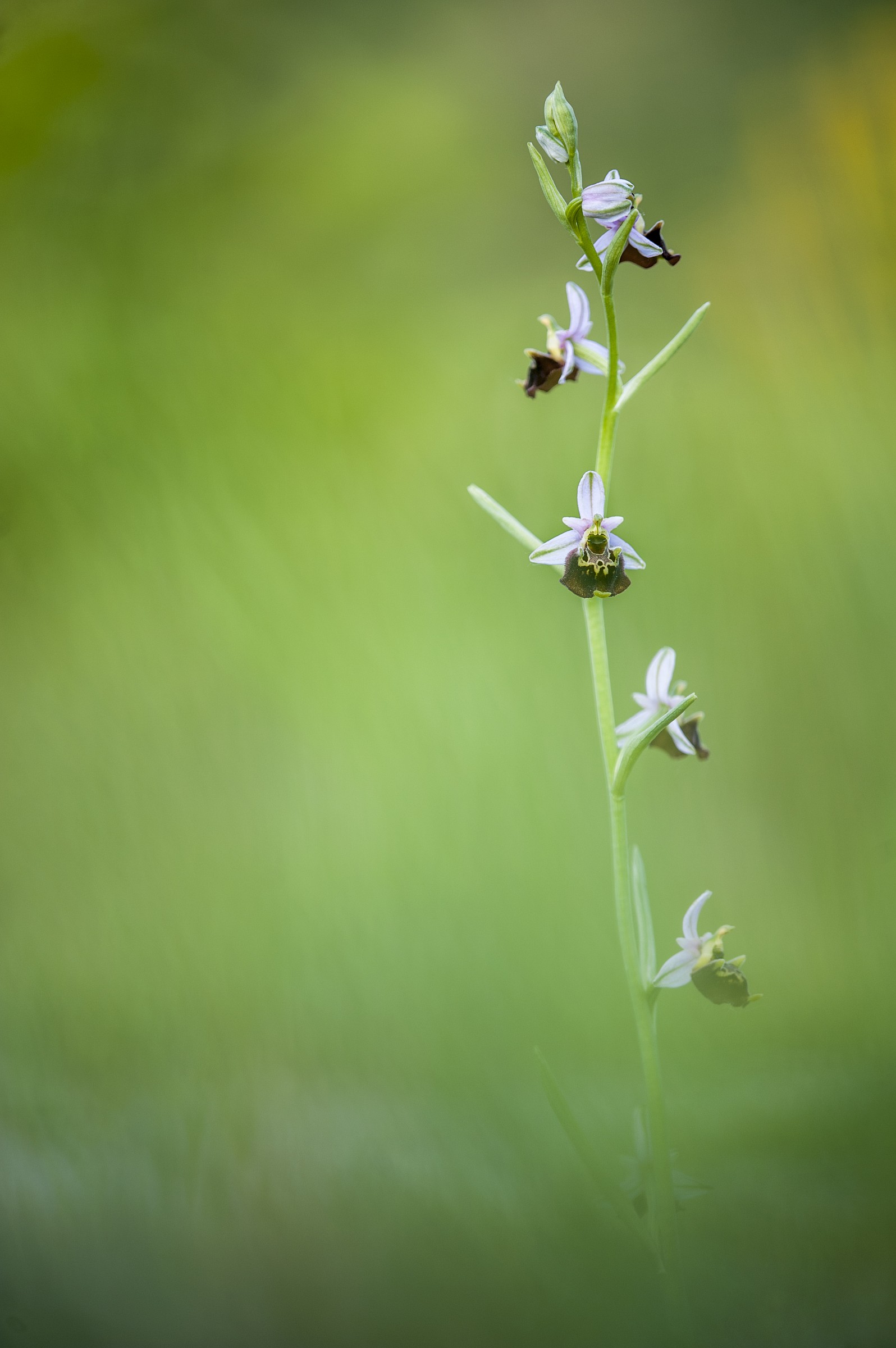 Ophrys
