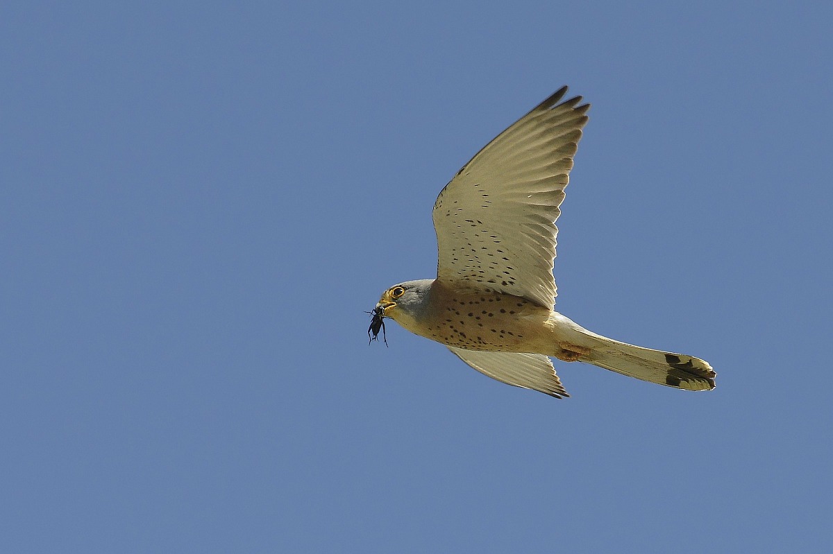 falco naumanni o grillaio con preda