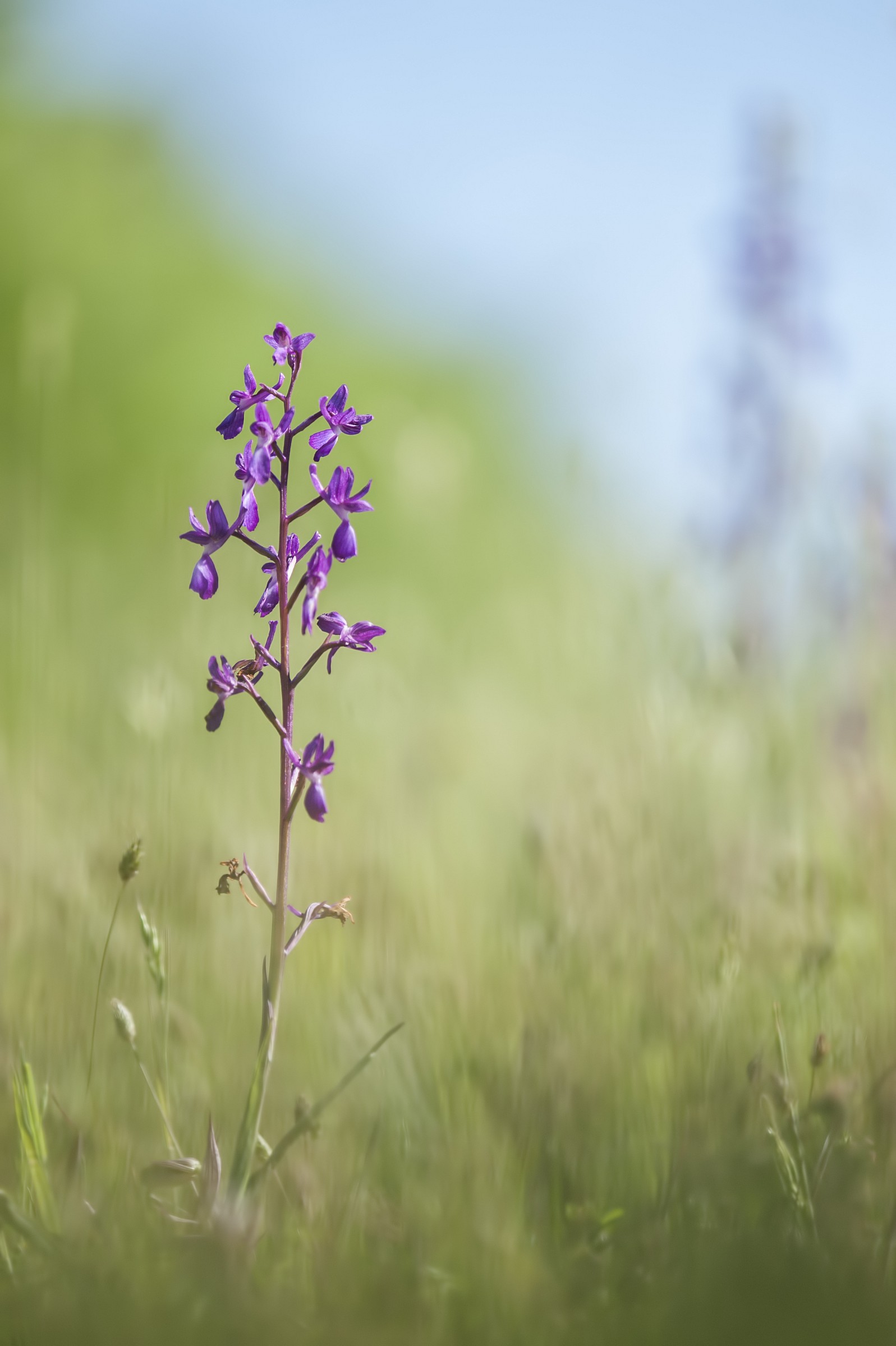 Anacampits laxiflora