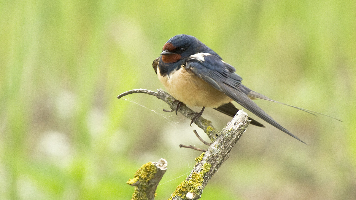 Una Rondine che non fa ancora primavera........