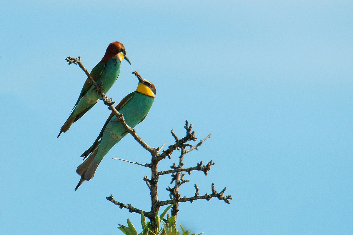 Marriage proposal ...