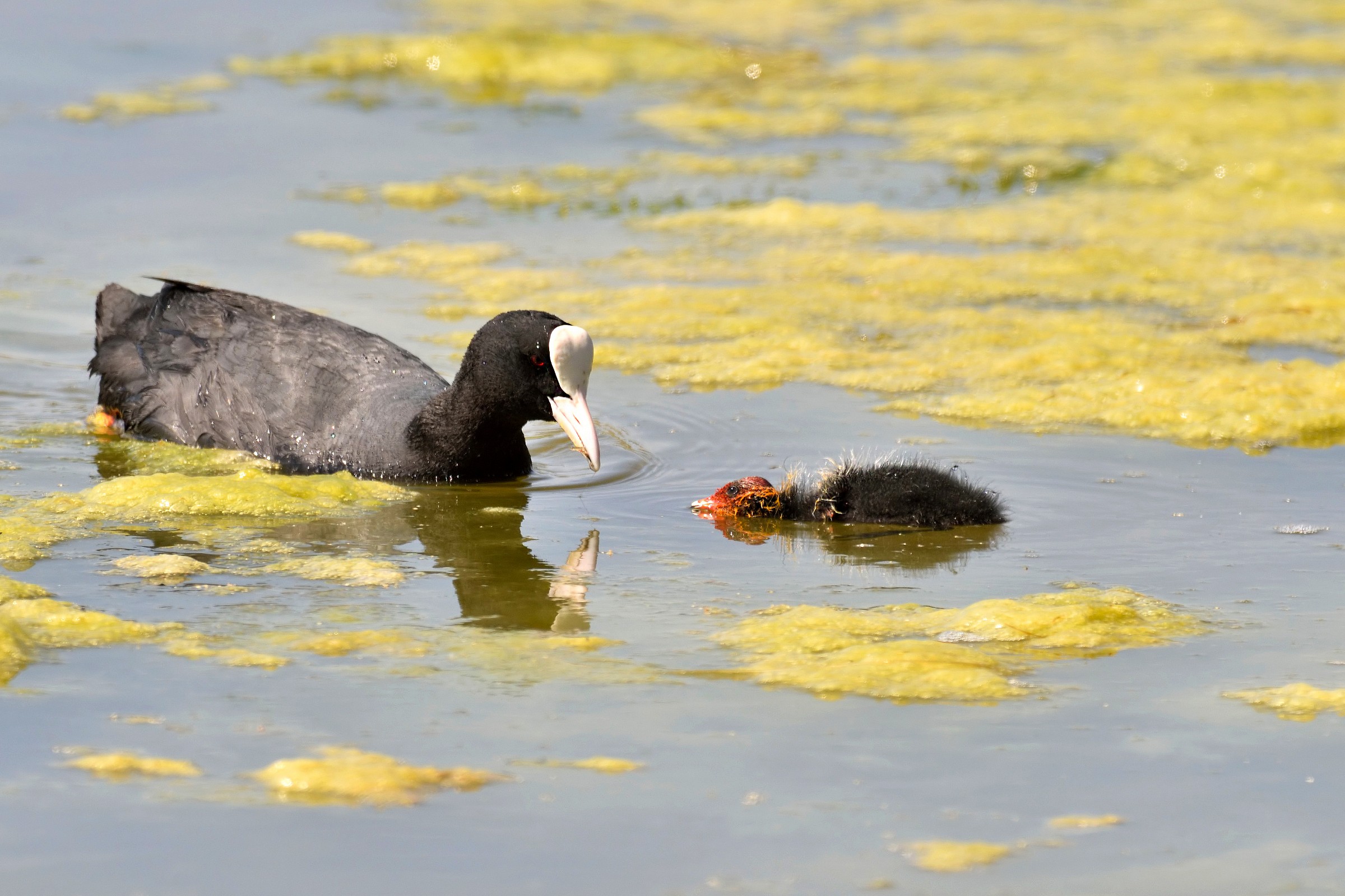 The pullo dispersed and accompadella Coot is not well
