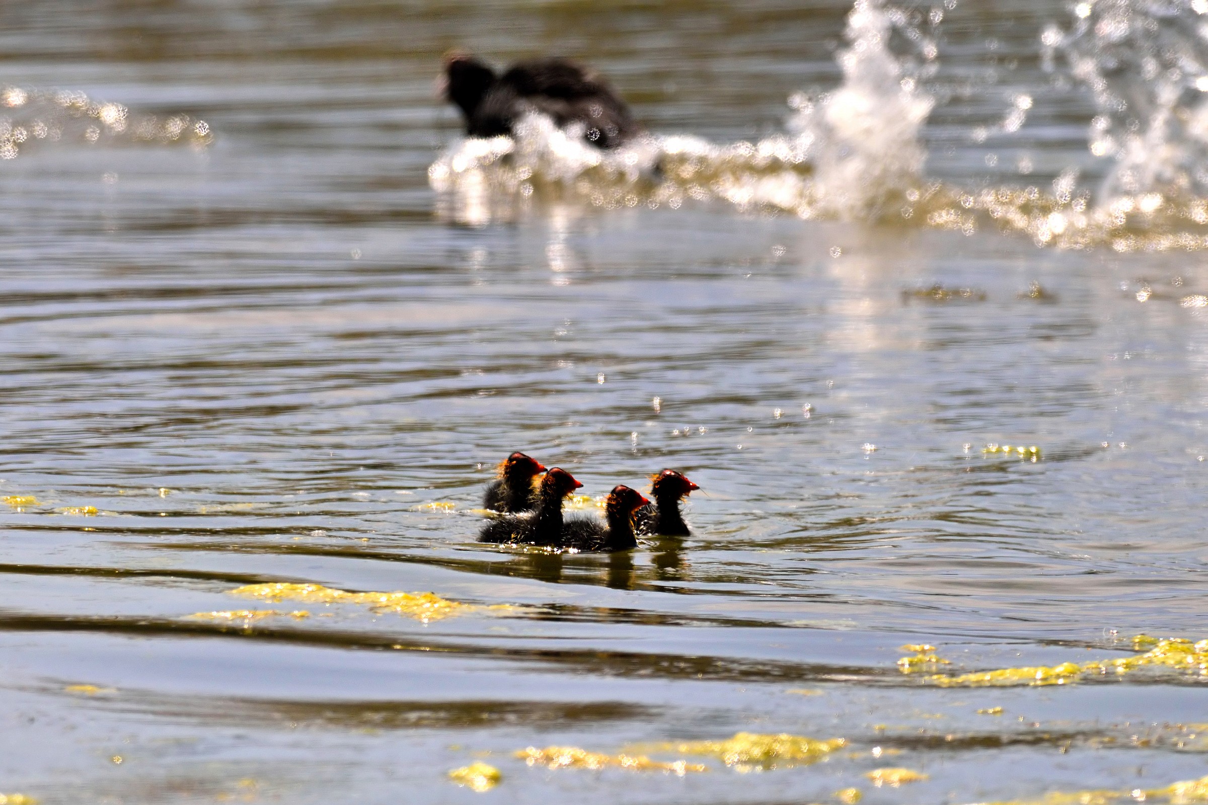 He defends the brood from the dangers of a Cormorant ....