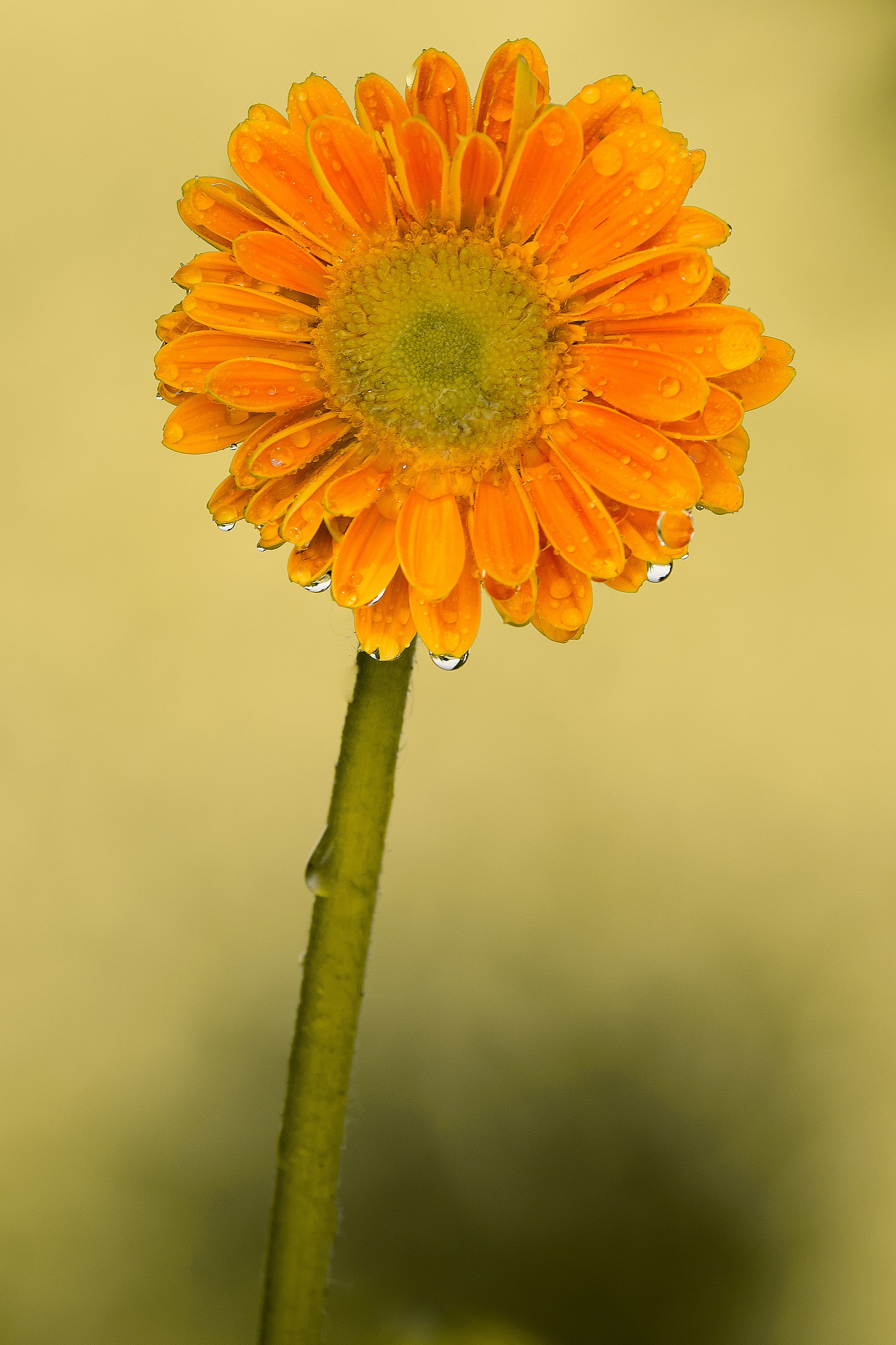 Fiore di Gerbera