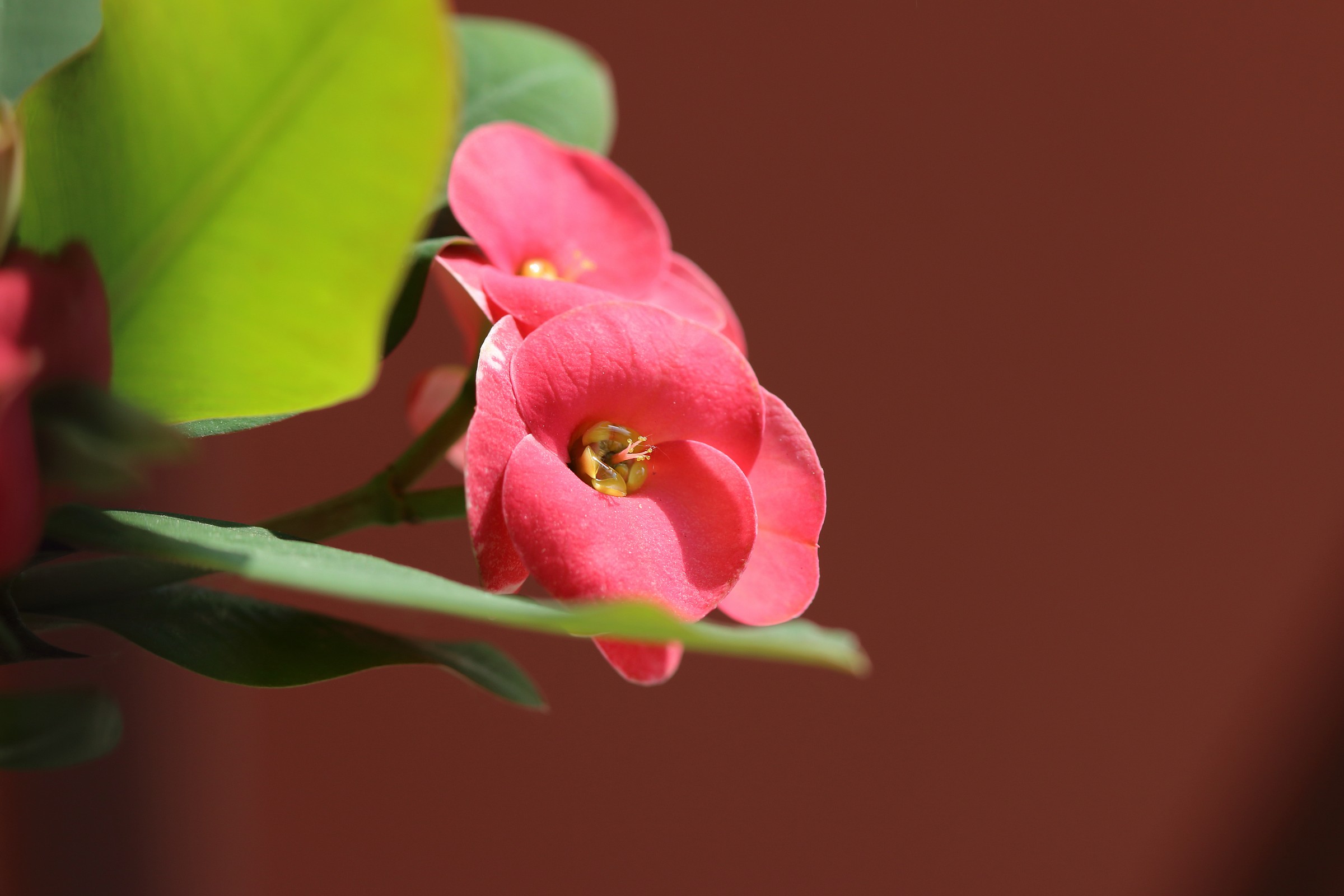 euphorbia