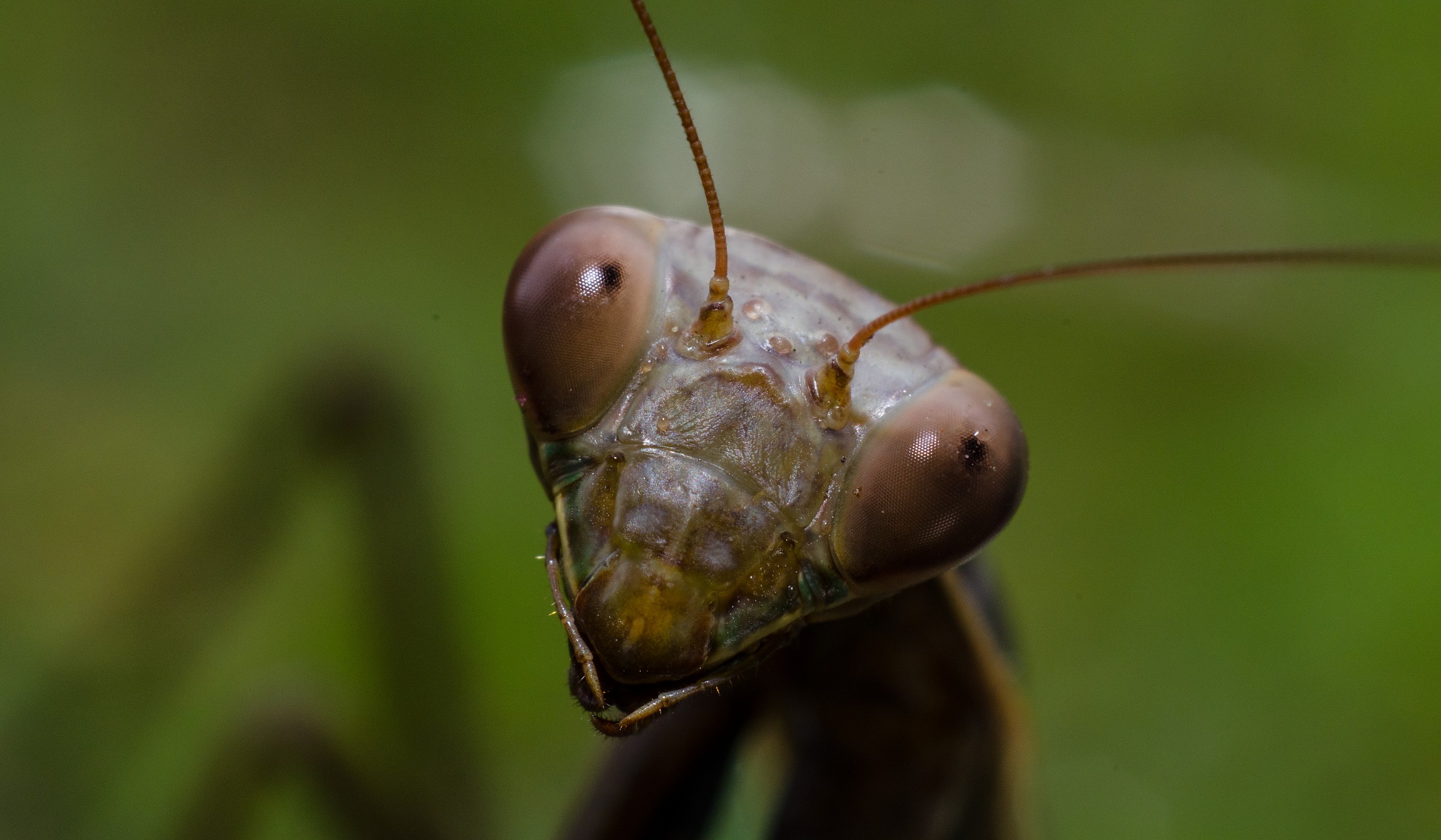 Mantis posing