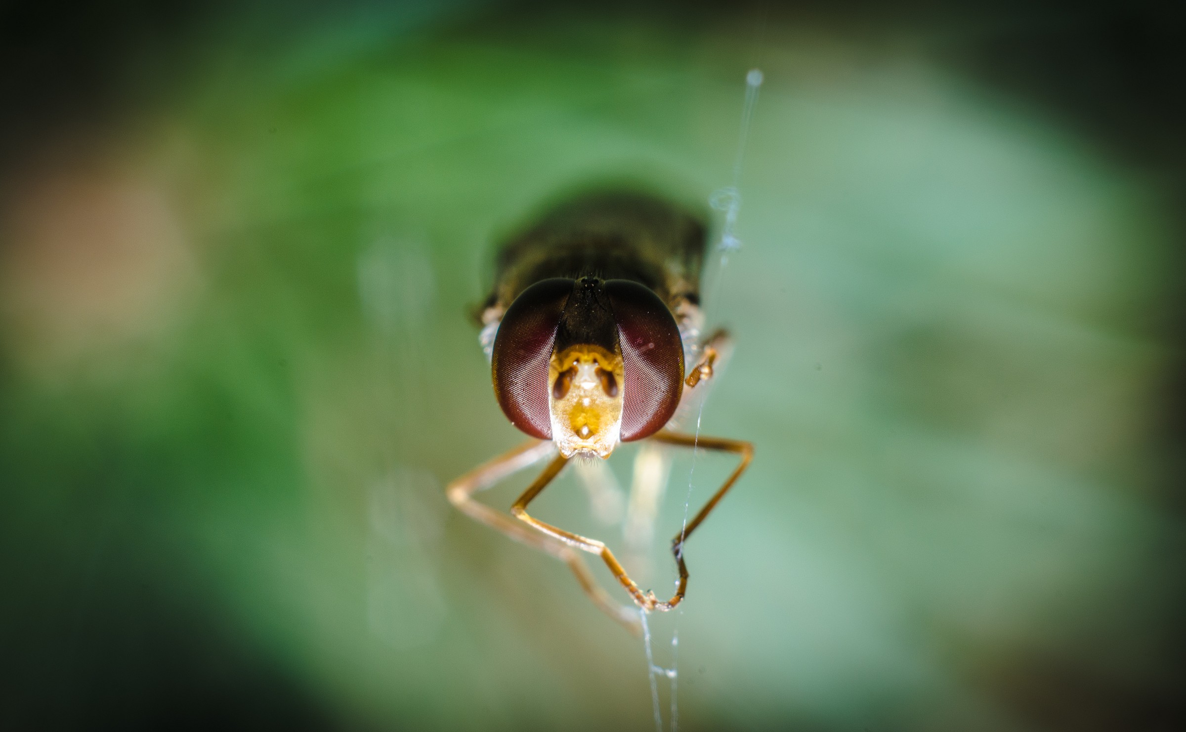 Trapped in spider web