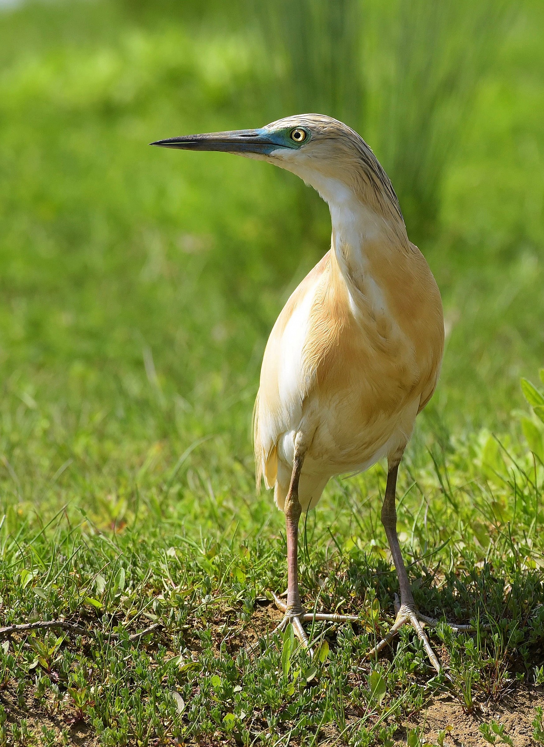 Sgarza dal Ciuffetto!