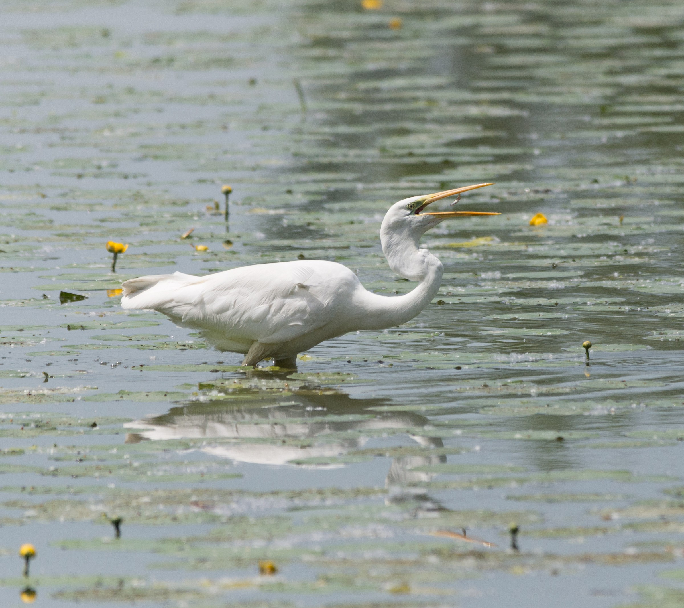 White Heron Maggiore