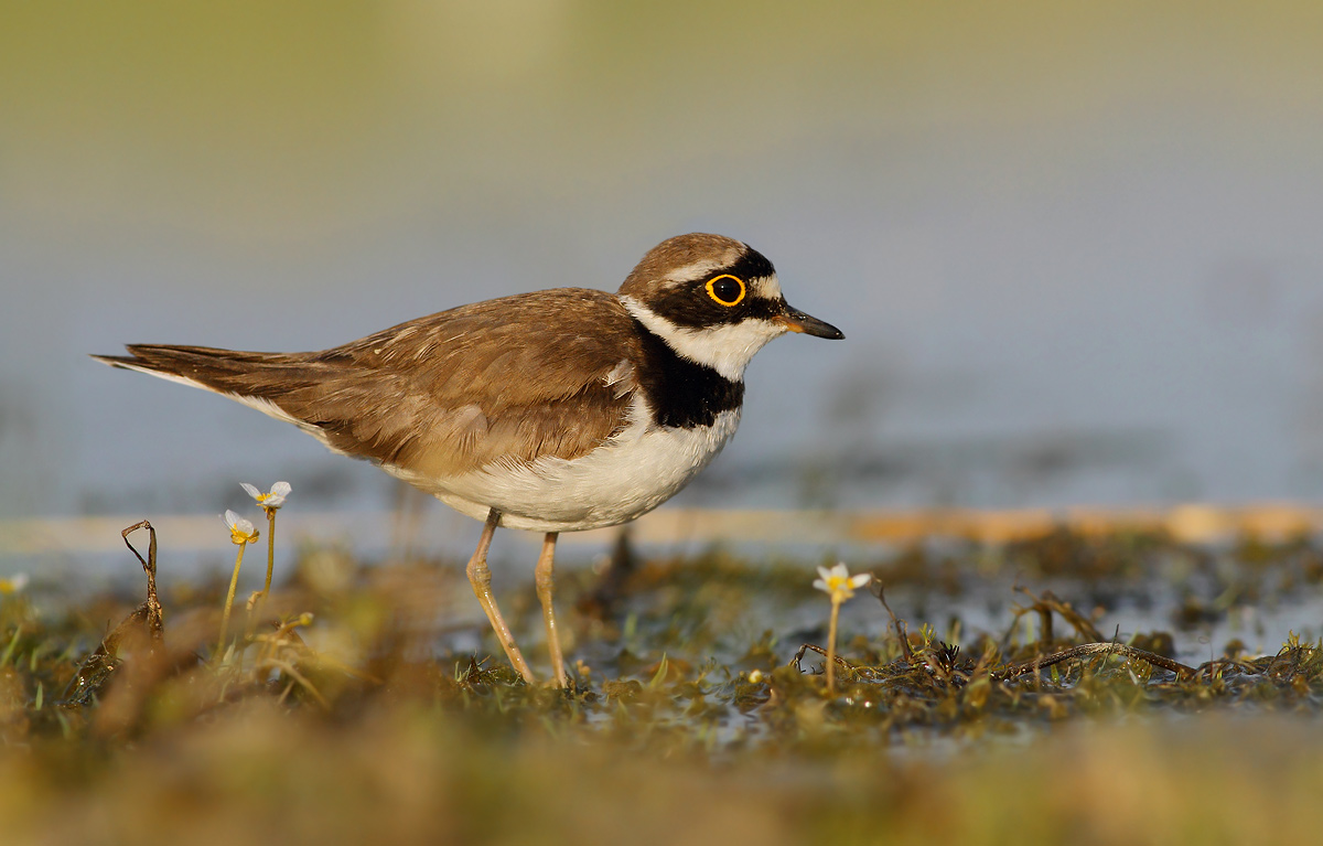 Little Ringed Plover