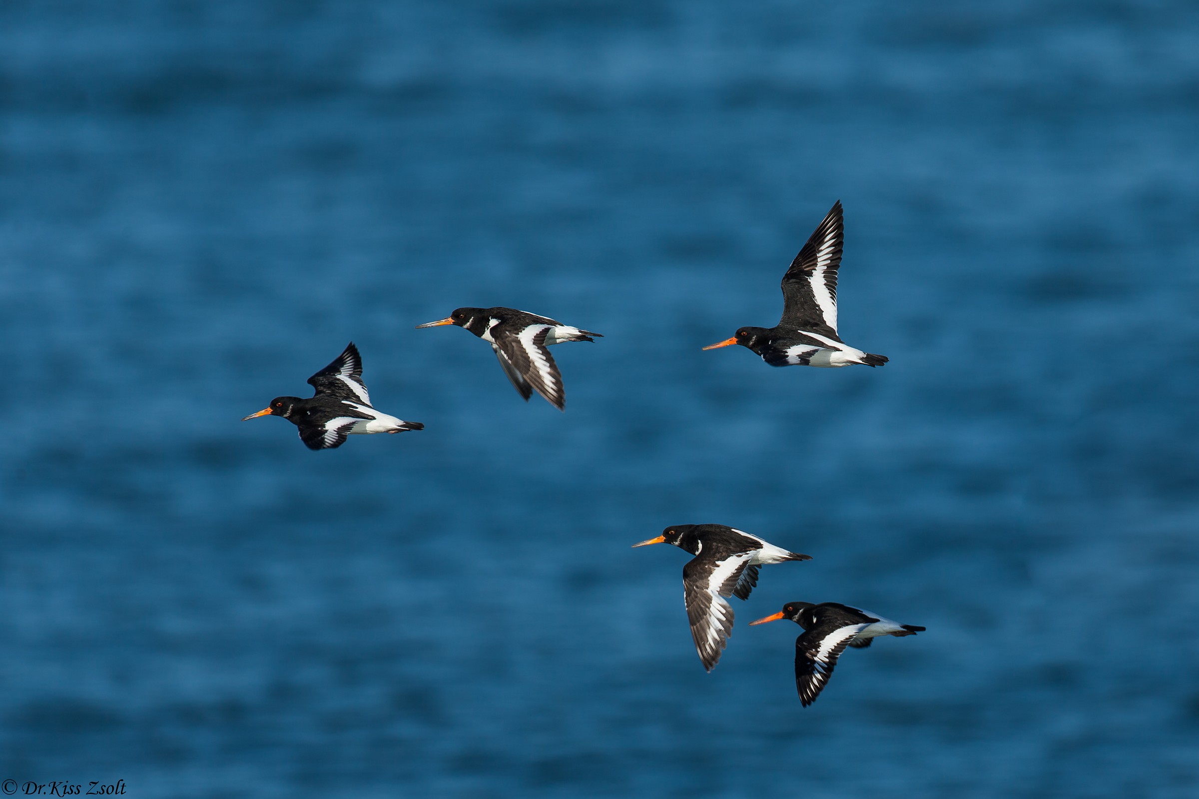 Oystercatchers