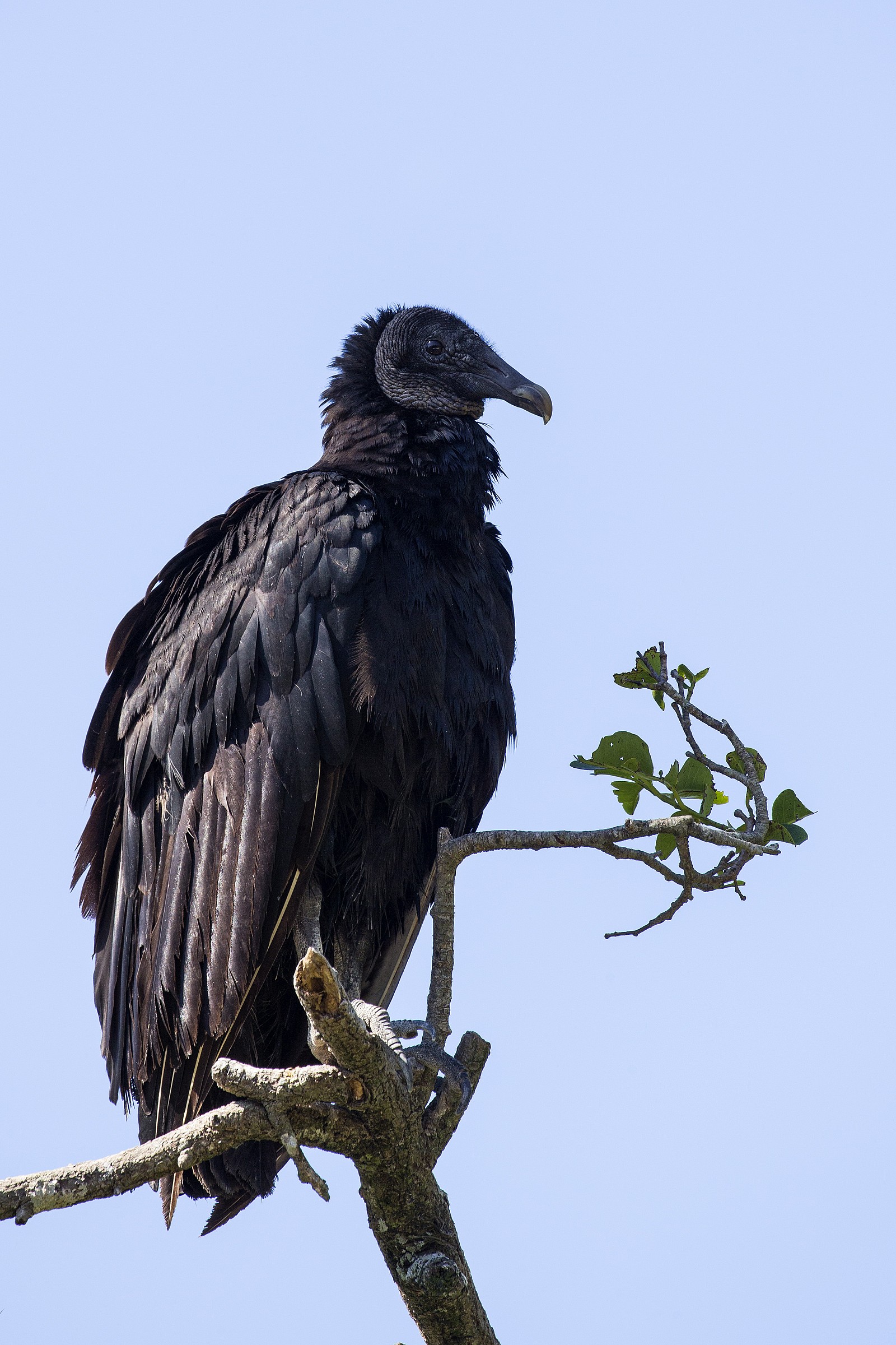 Vulture