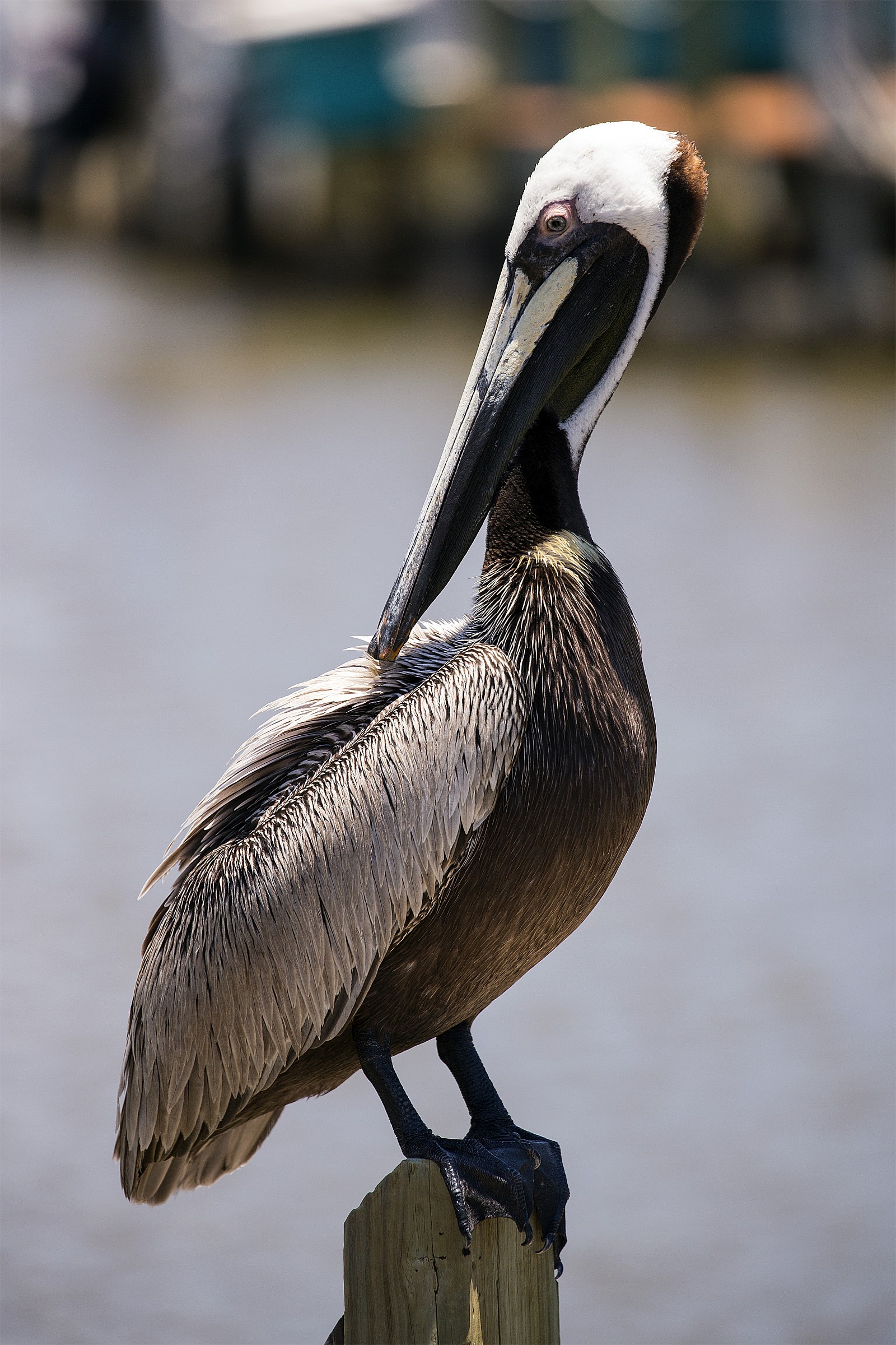 Pelican