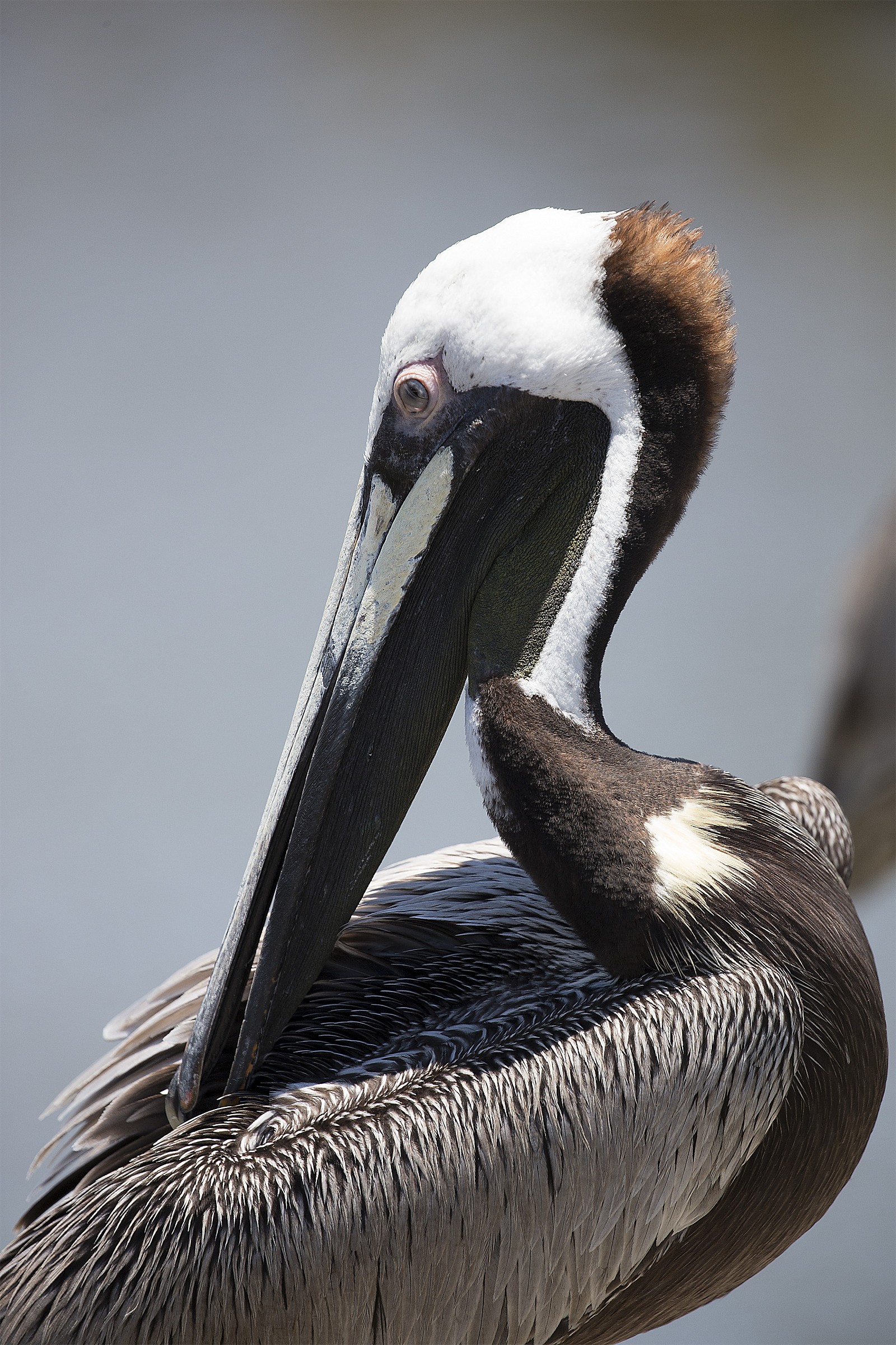 Pelican
