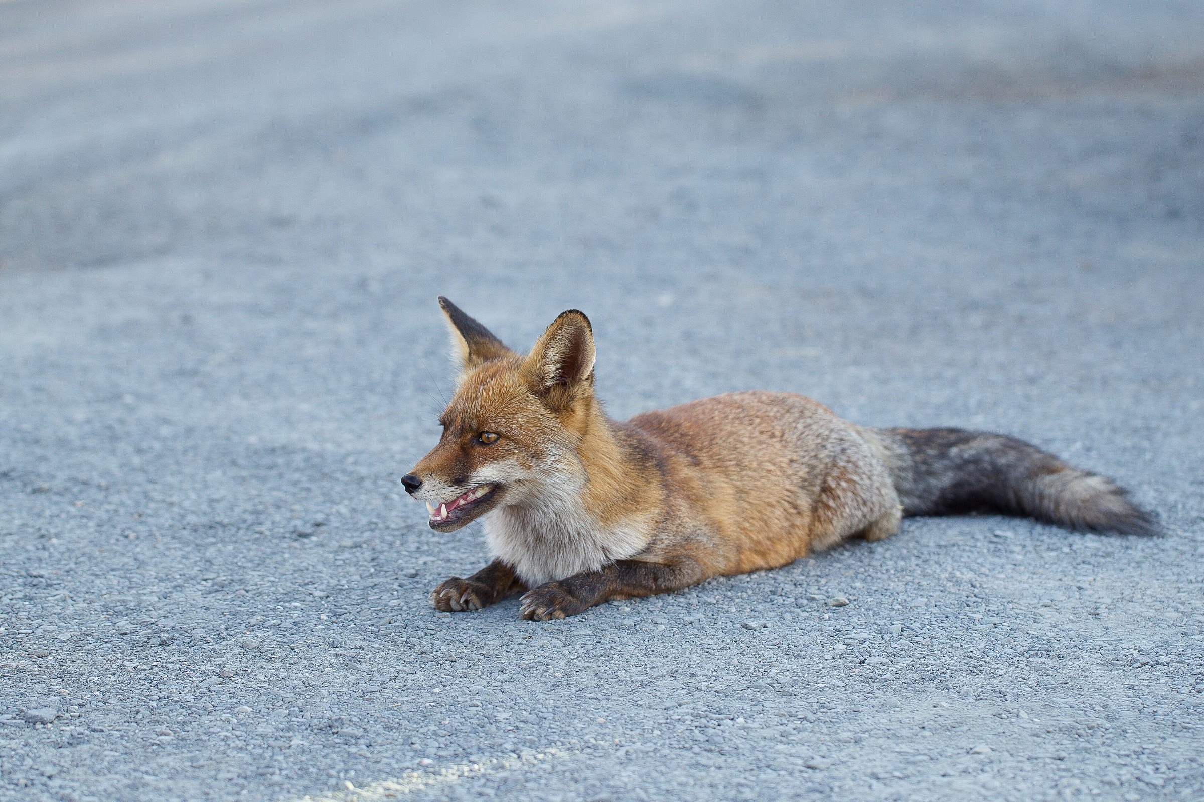 Red fox, particularly confidant