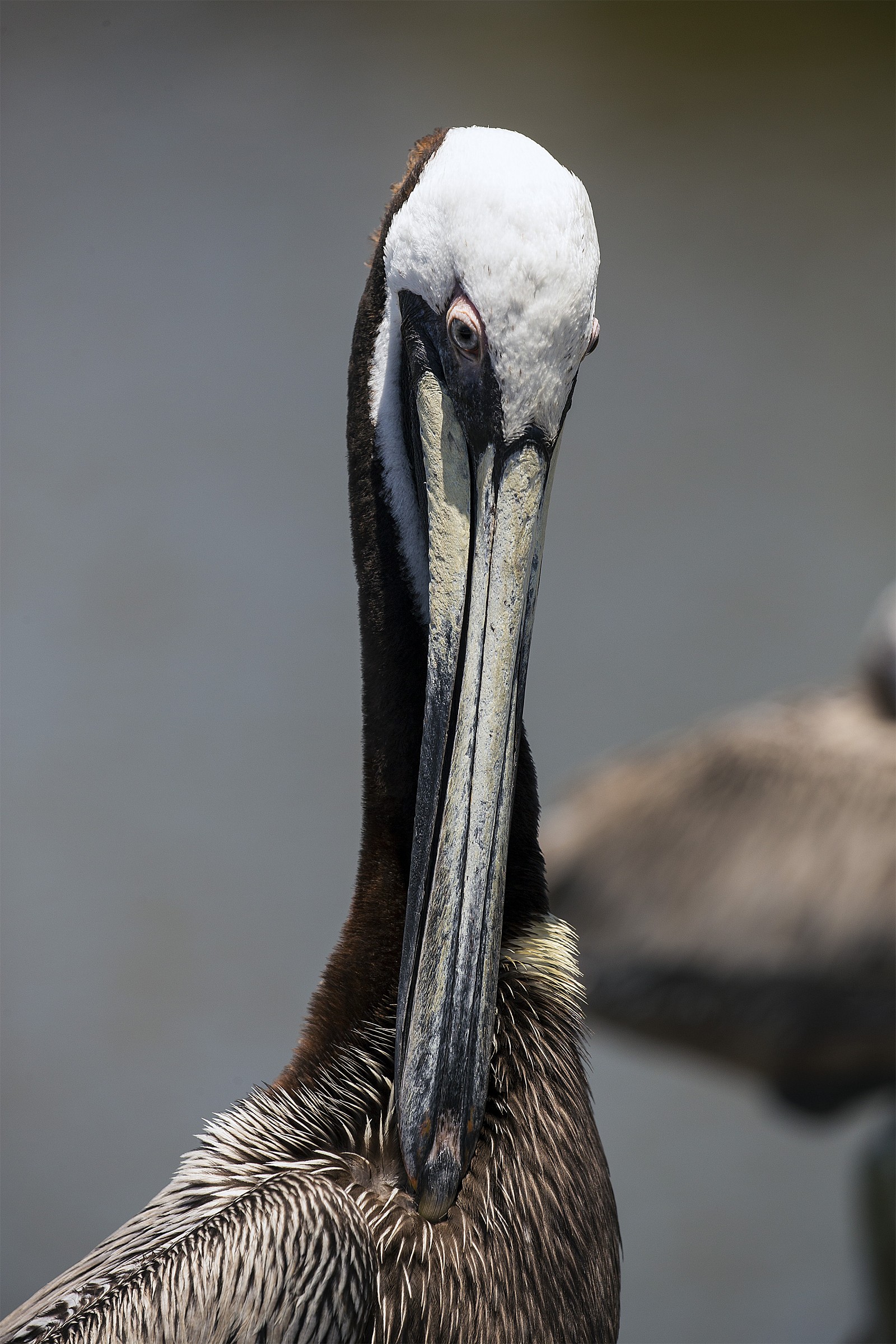 Pelican