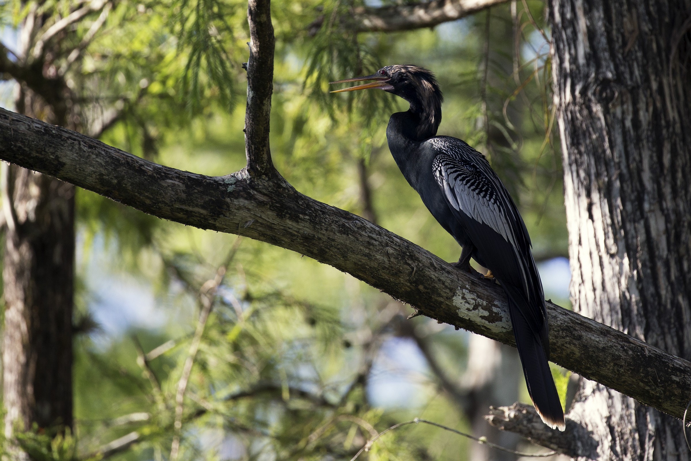 Anhinga