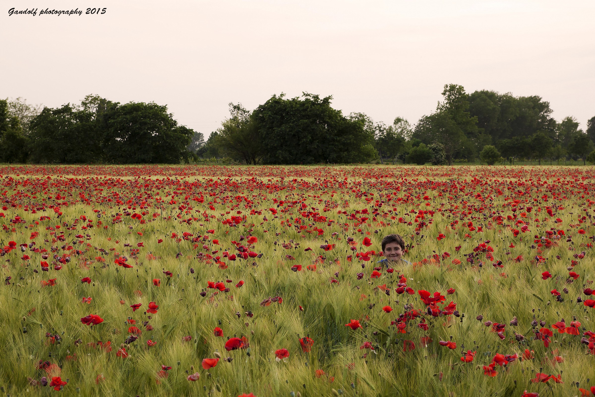I papaveri e il piccolino