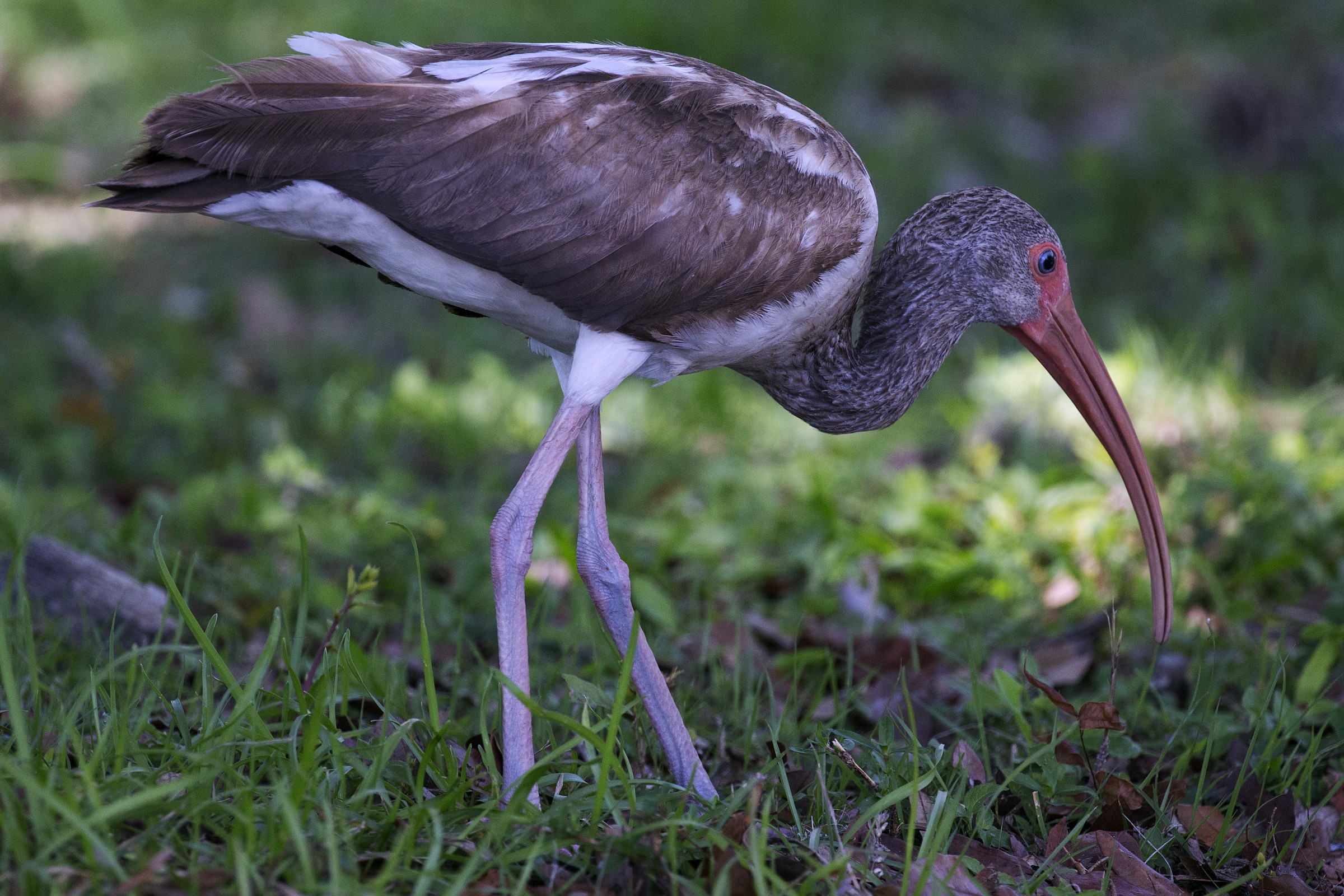 Ibis