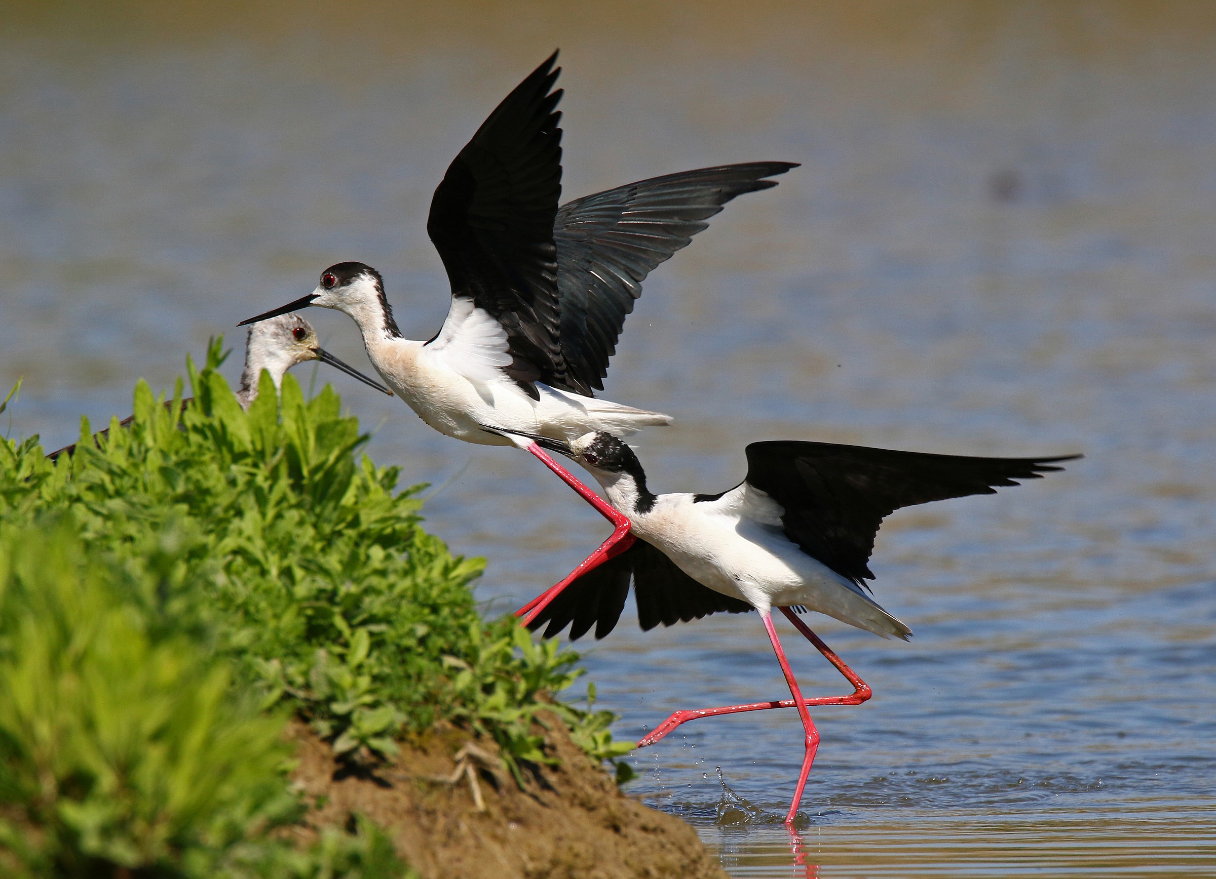 Get out that you mozzicate!