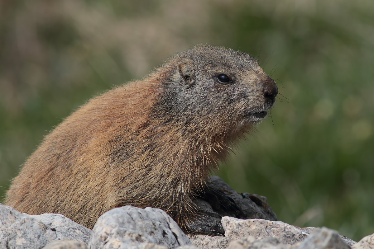 Marmot