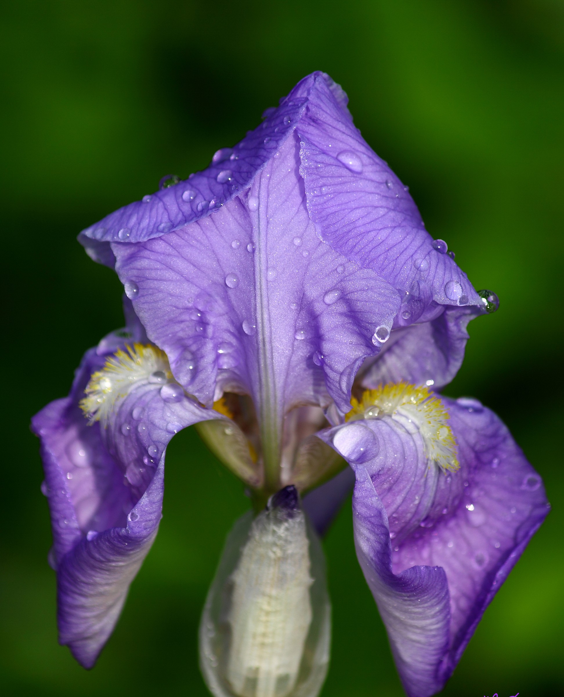 Iris dopo la pioggia