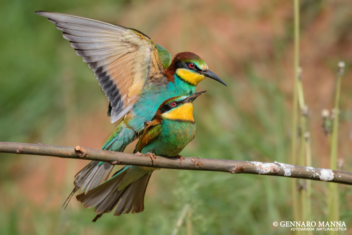 Eater (Merops apiaster)