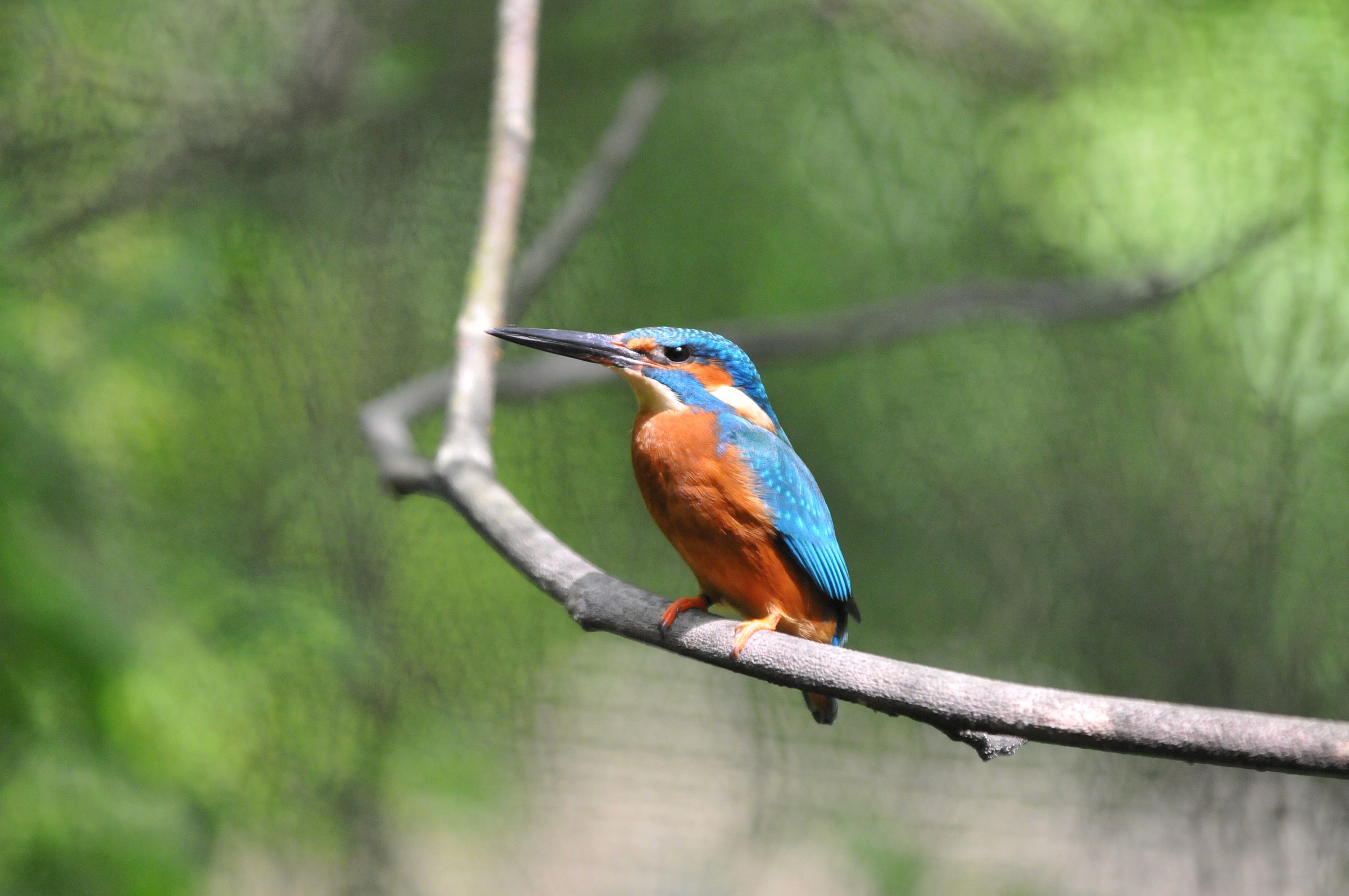 kingfisher