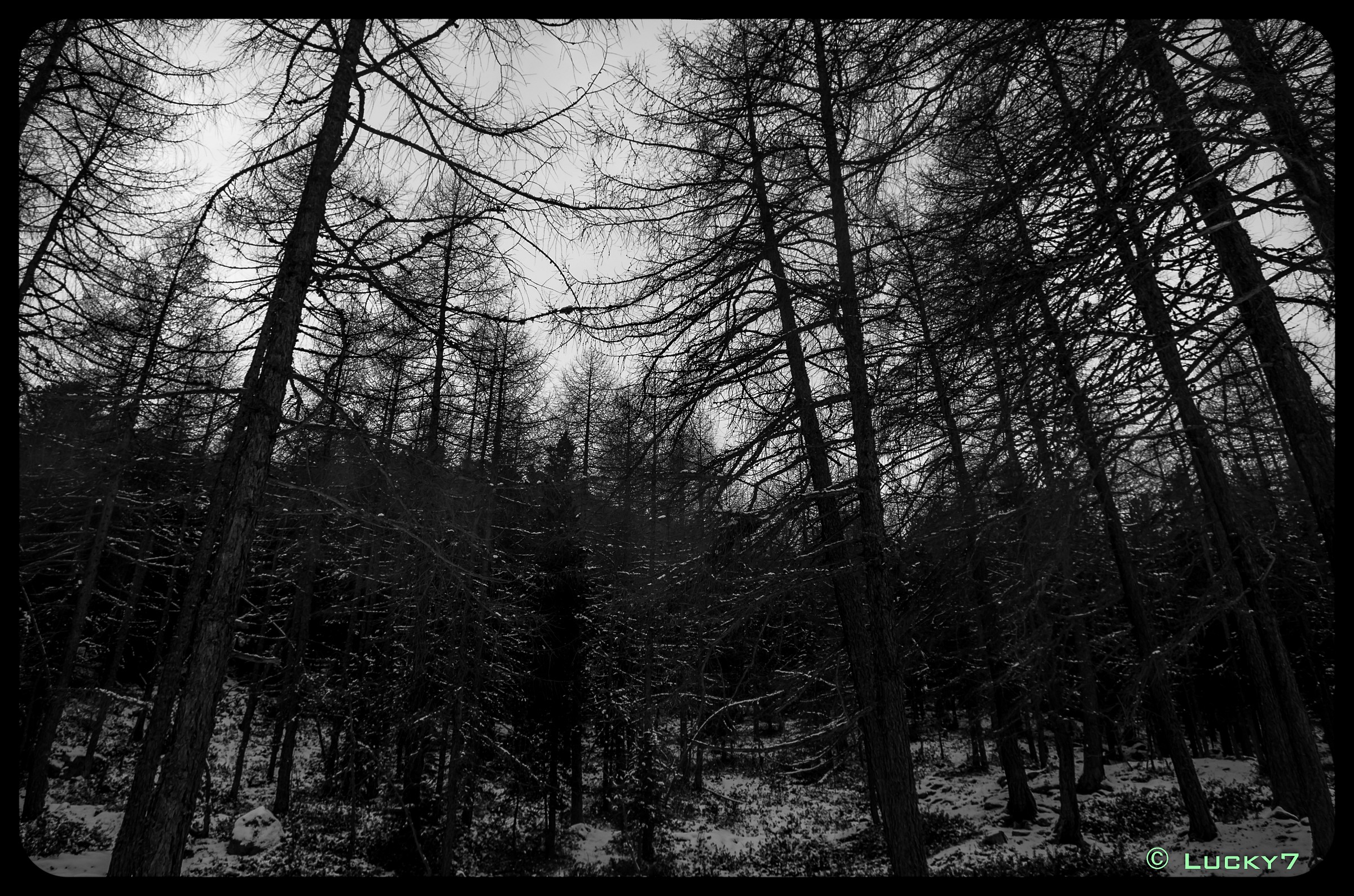 Tree-lined Atmosphere