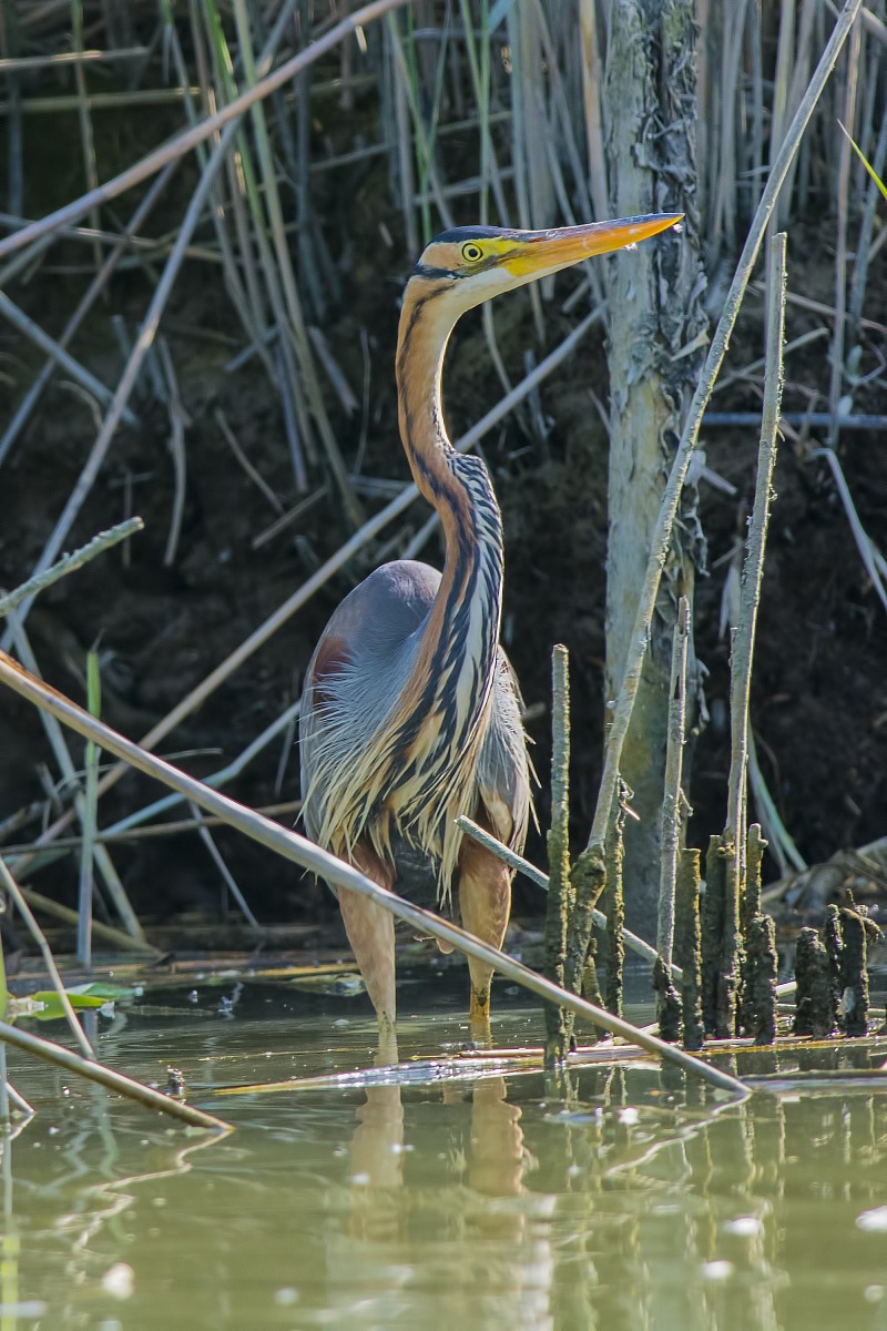 Purple Heron